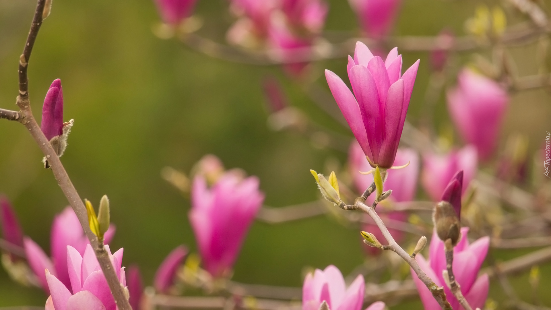 Magnolia, Różowe, Nierozwinięte, Kwiaty, Gałązki