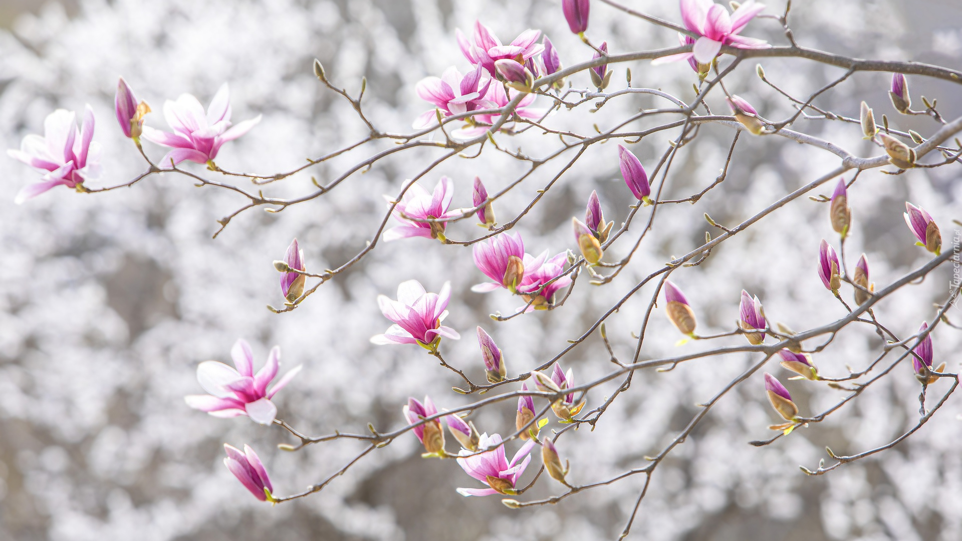 Kwitnąca, Magnolia, Gałązki