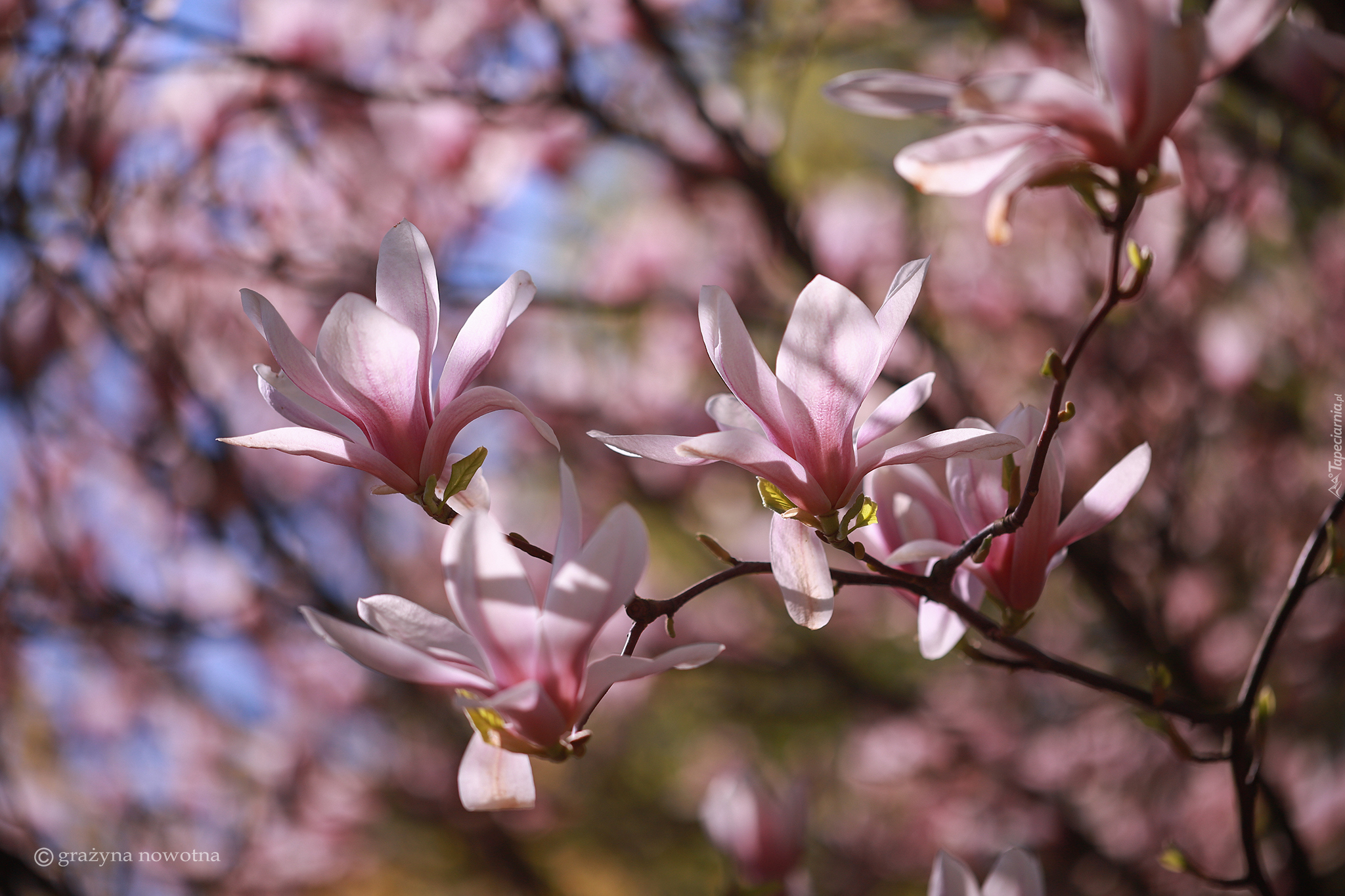 Różowe, Magnolie, Kwiaty, Krzew