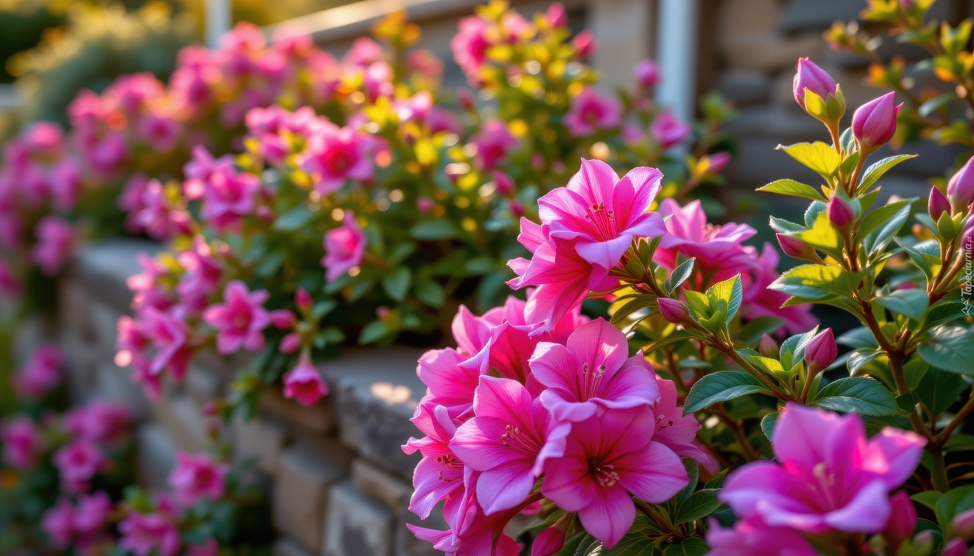 Różowe, Kwiaty, Różanecznik, Azalia, Gałązki, Listki