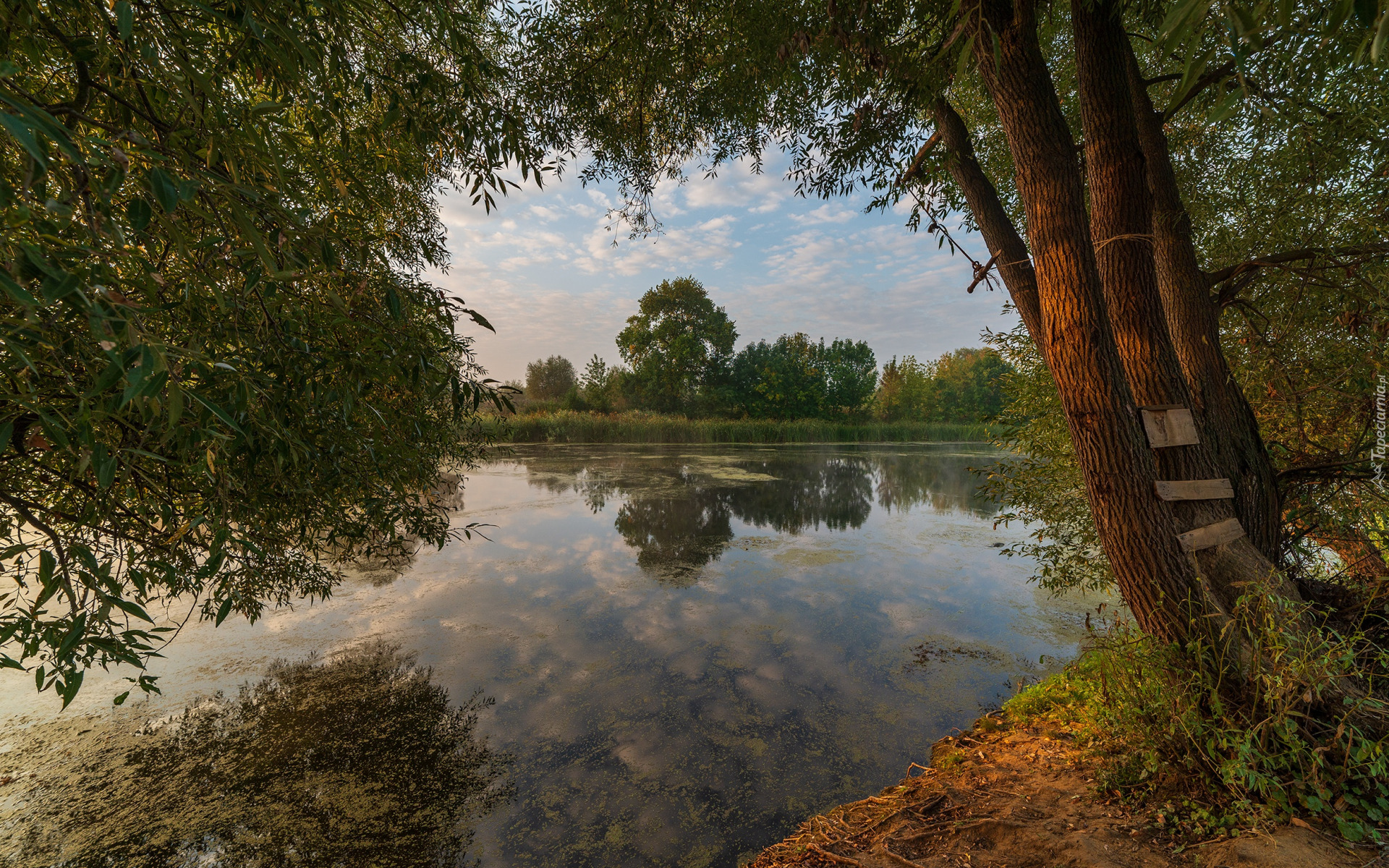 Jezioro, Drzewa, Gałęzie, Pnie, Lato