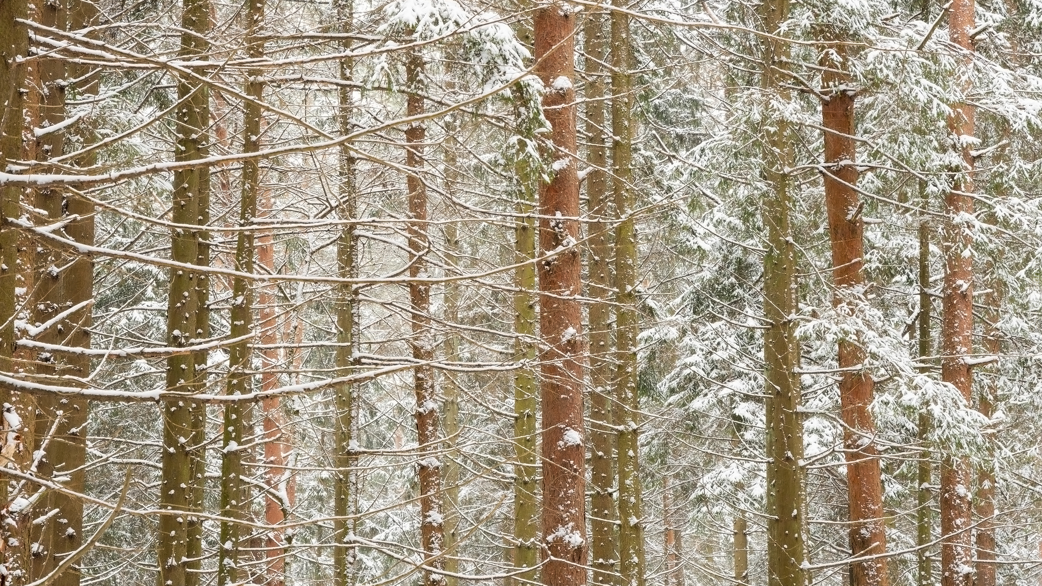 Ośnieżone, Drzewa, Zima, Śnieg, Las