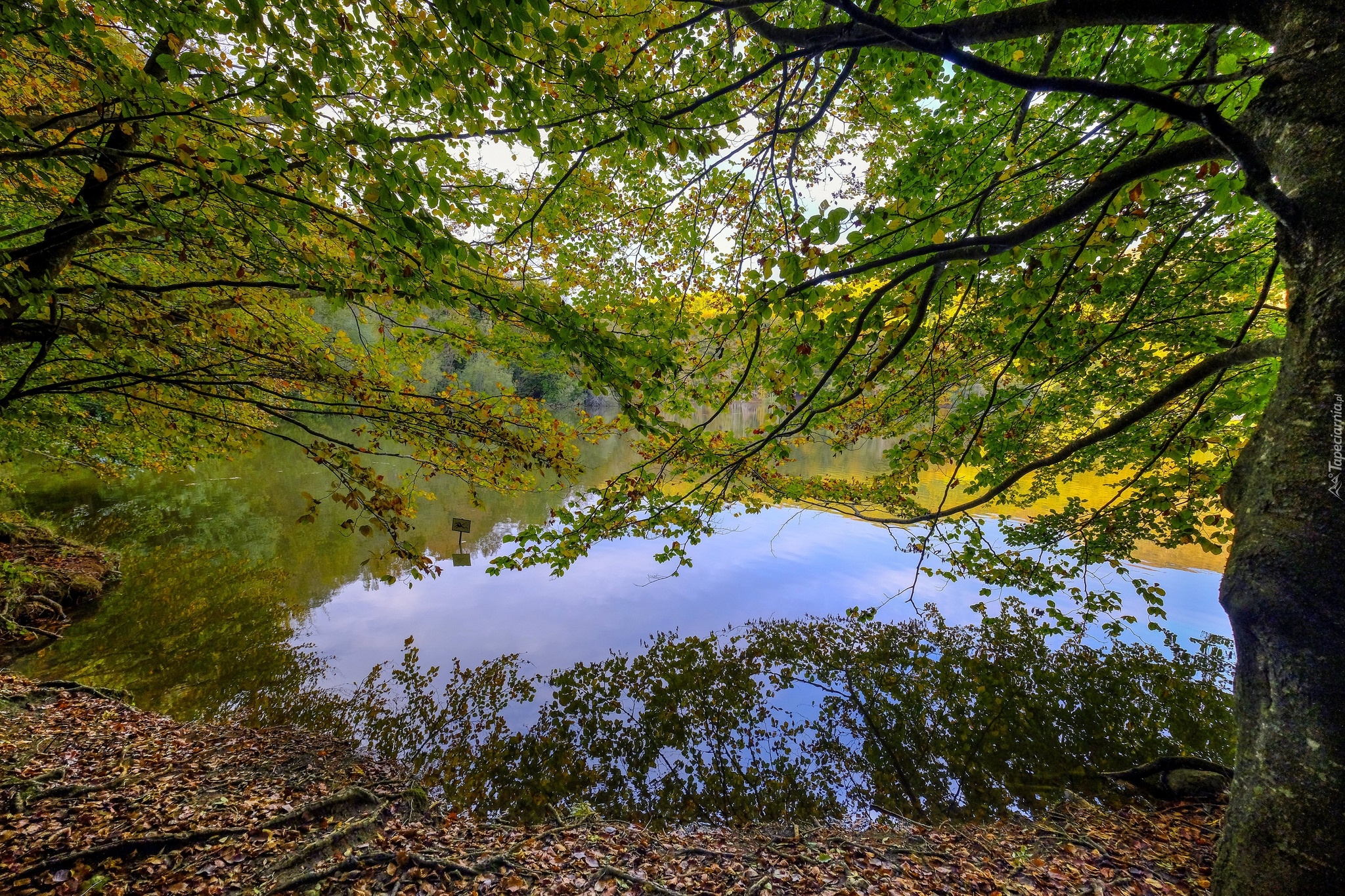 Jezioro, Drzewa, Gałęzie