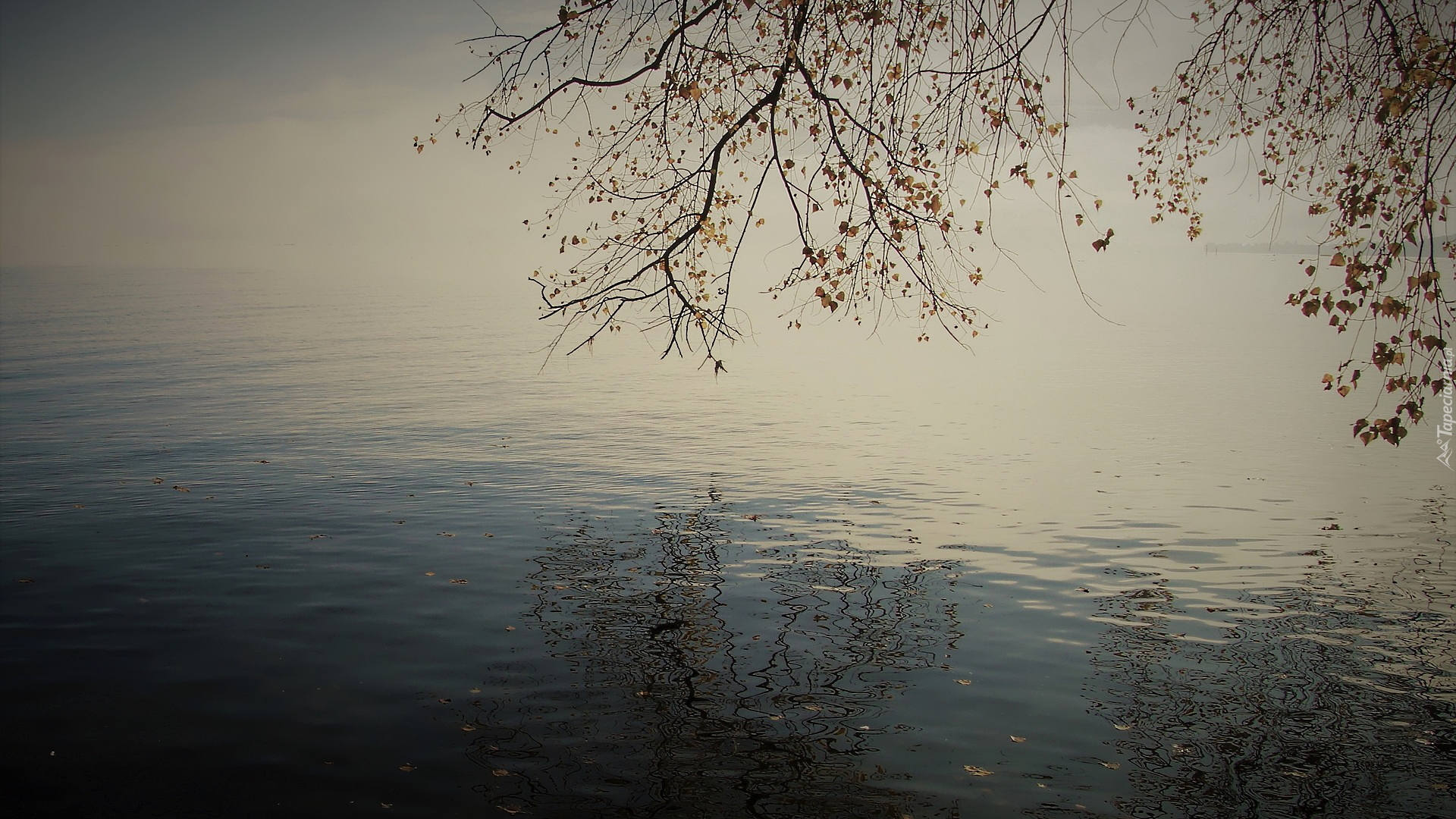 Jezioro, Drzewo, Odbicie, Mgła, Jesień