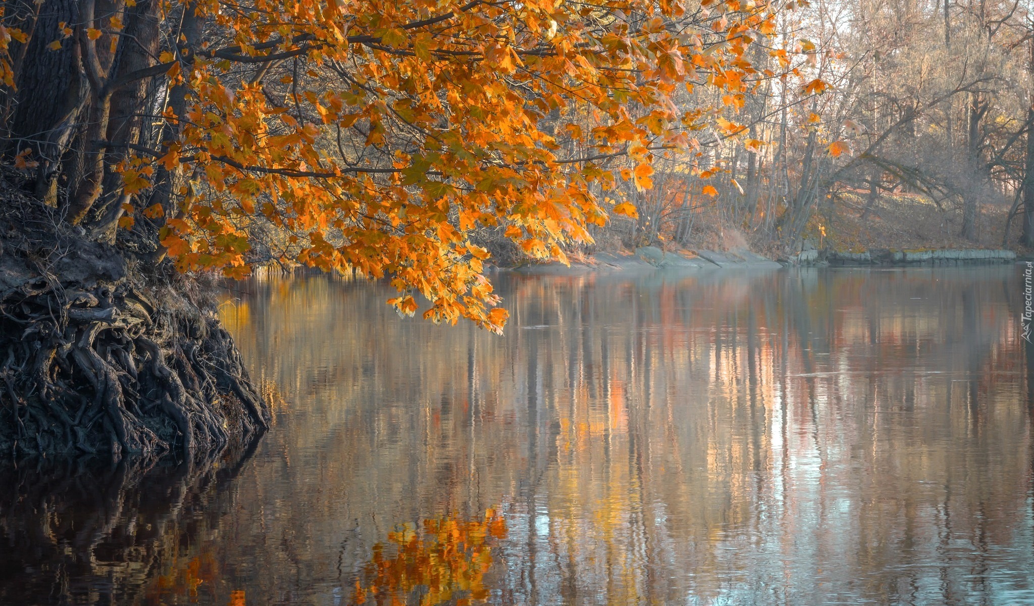 Jesień, Rzeka, Drzewa, Korzenie