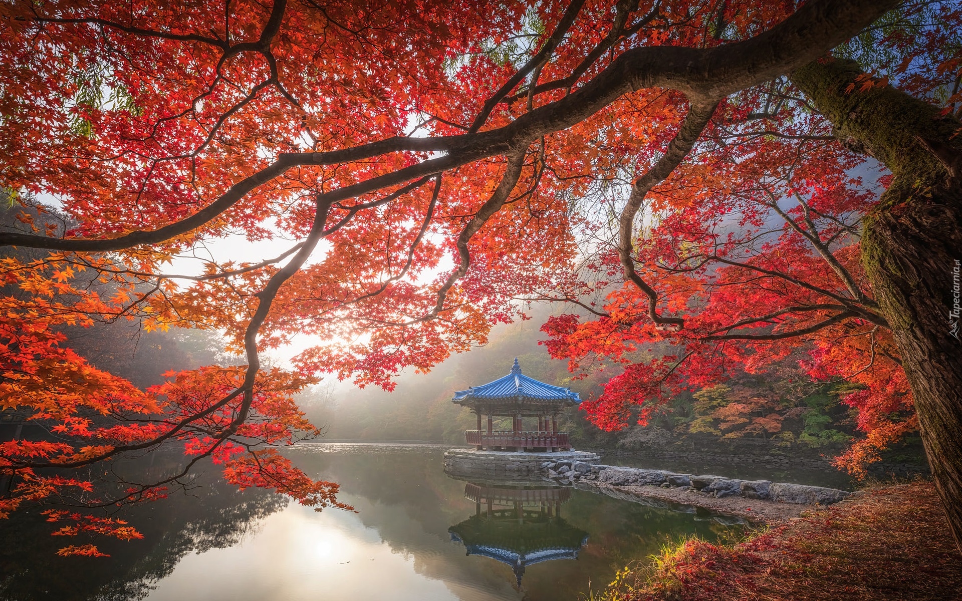 Jesień, Staw, Sagiike, Gałęzie, Klon, Altana, Pawilon Ukimido, Nara Park, Nara, Japonia