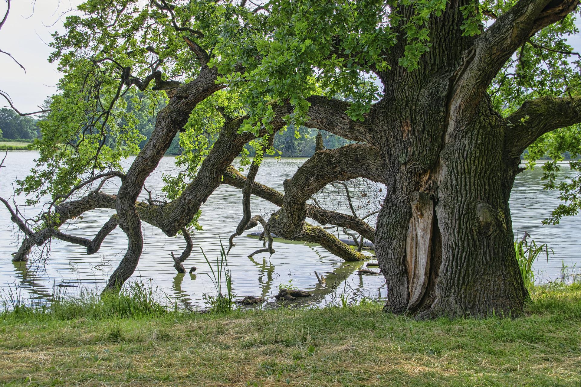 Drzewo, Jezioro, Gałęzie