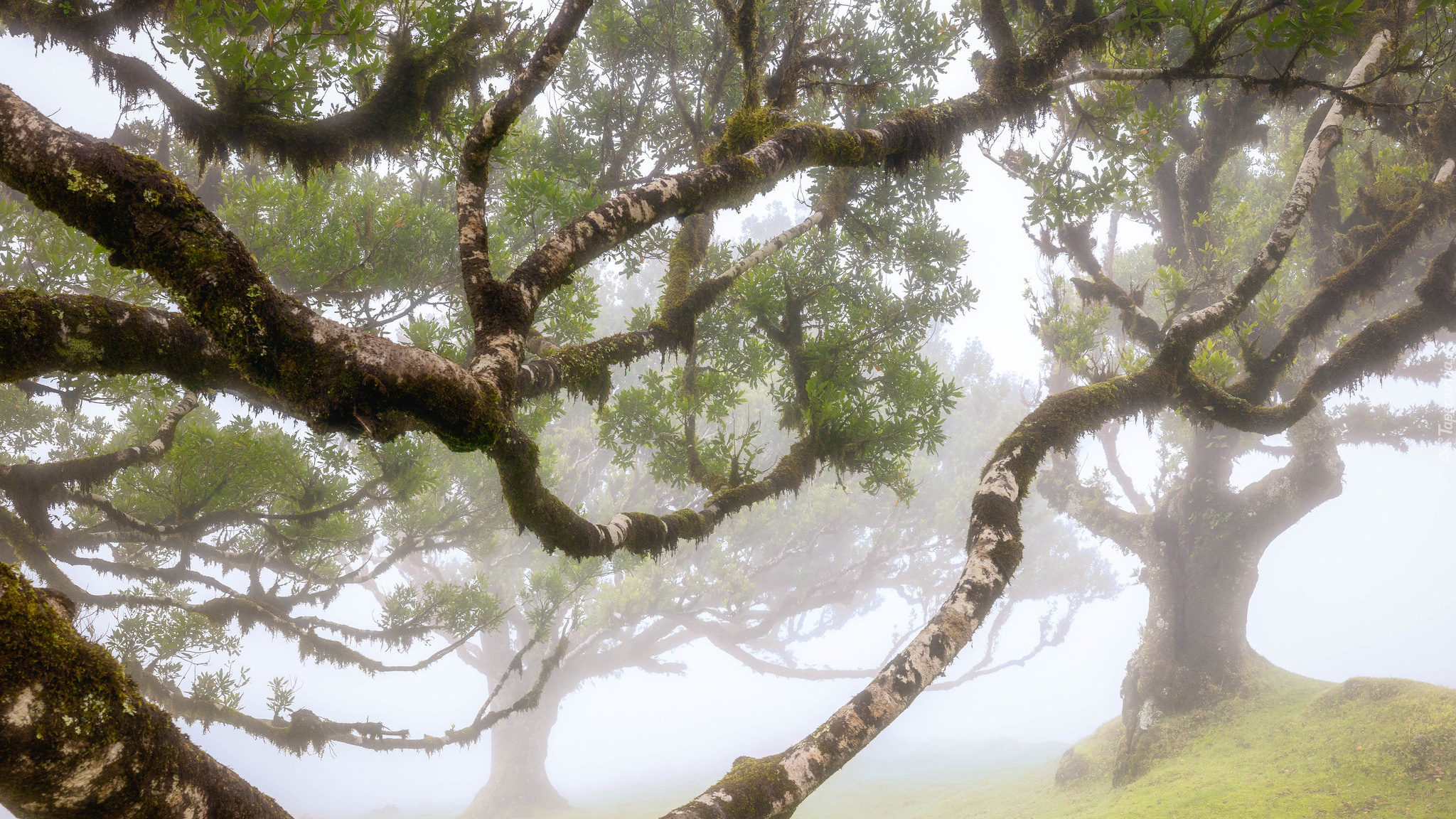 Drzewa, Mgła, Las