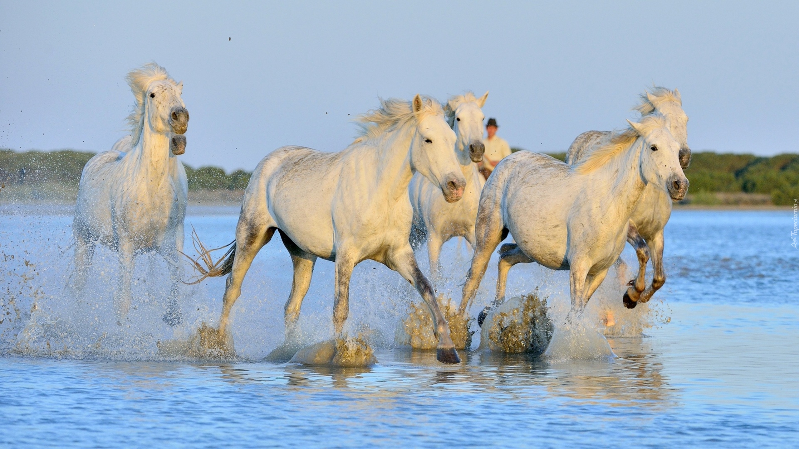 Konie, Woda, Rzeka