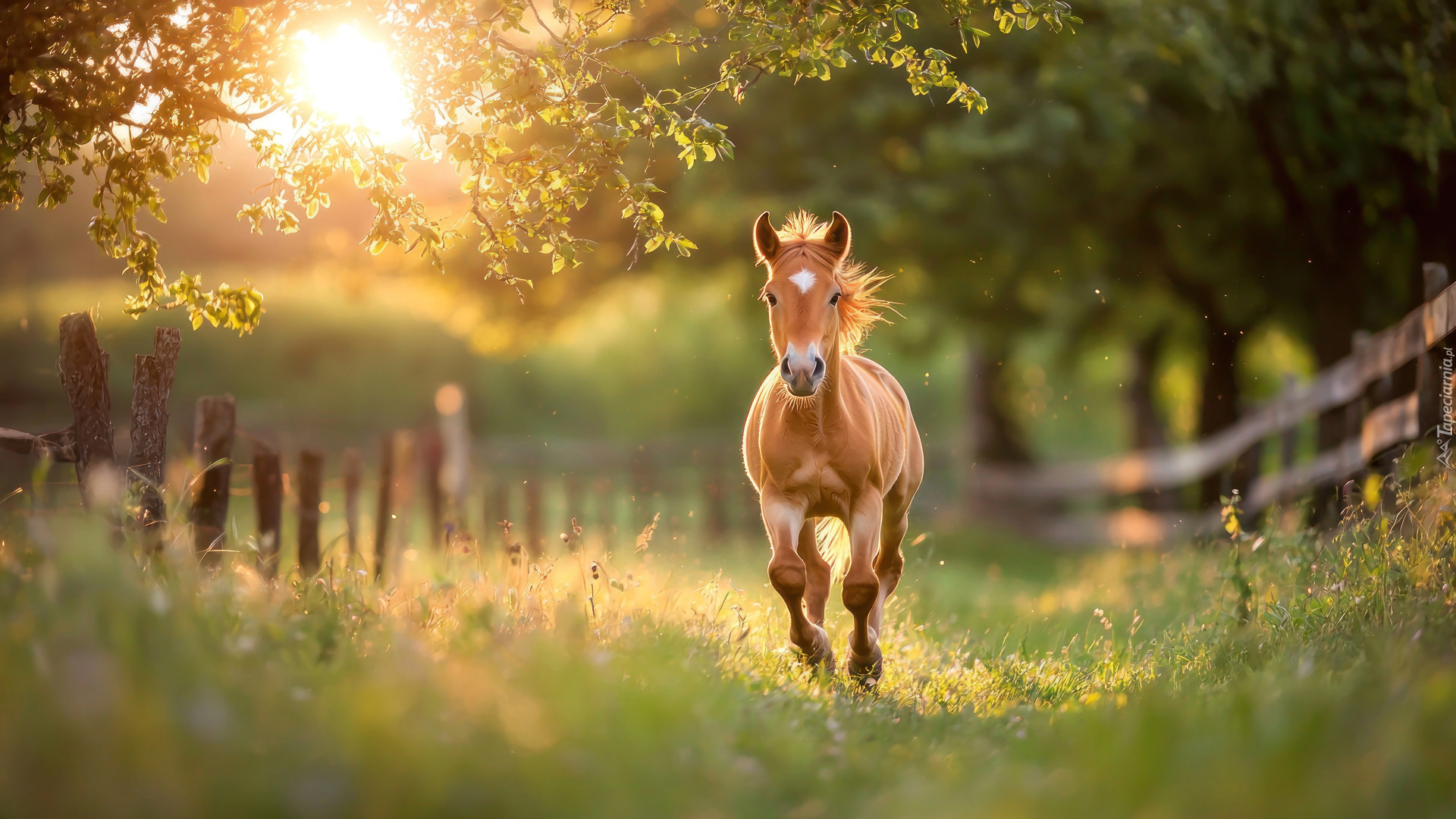 Koń, Maść kasztanowata, Trawa, Ogrodzenie, Galop, Słoneczny blask