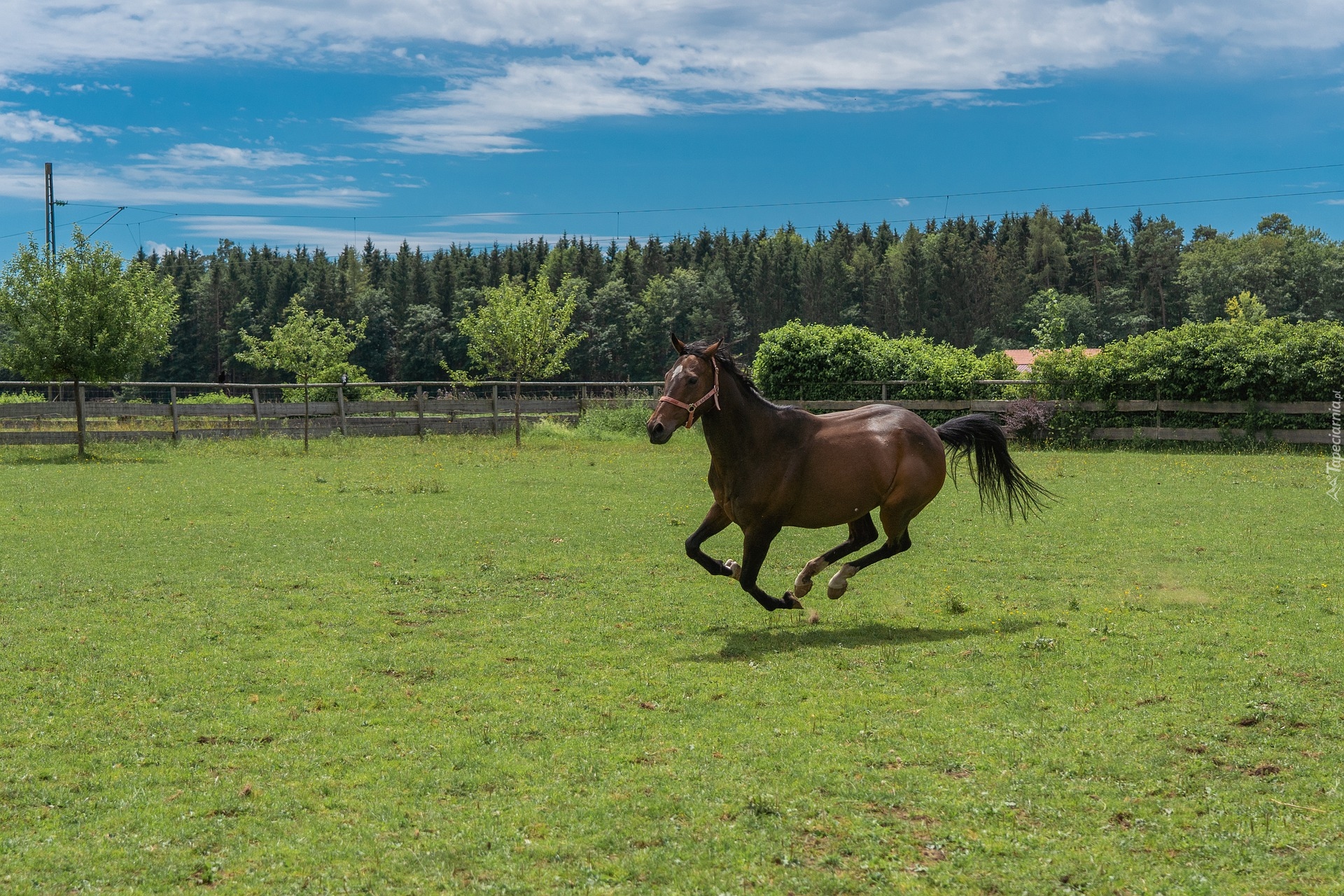 Koń, Pastwisko, Ogrodzenie, Galop