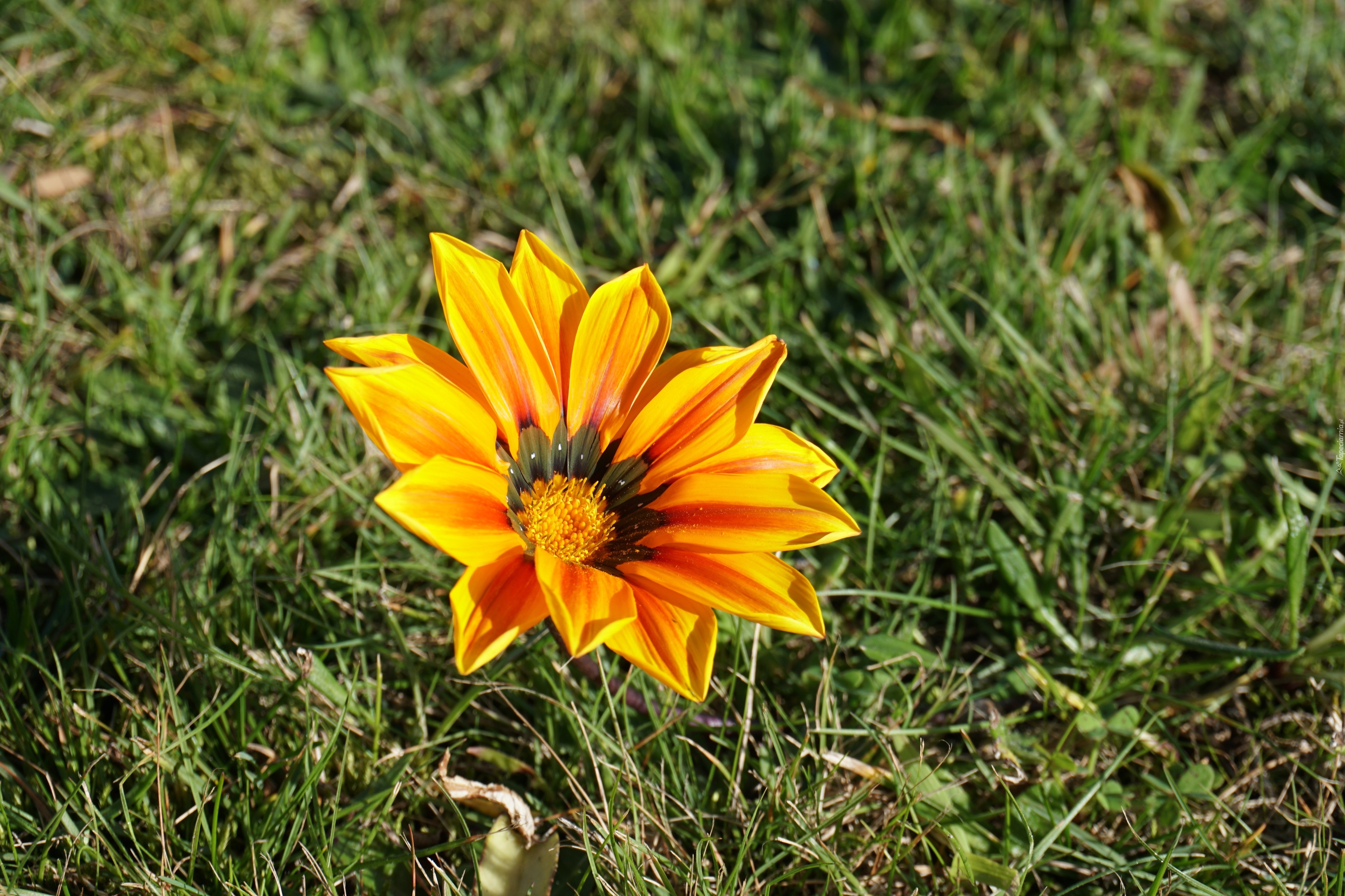 Kwiat, Gazania, Trawa