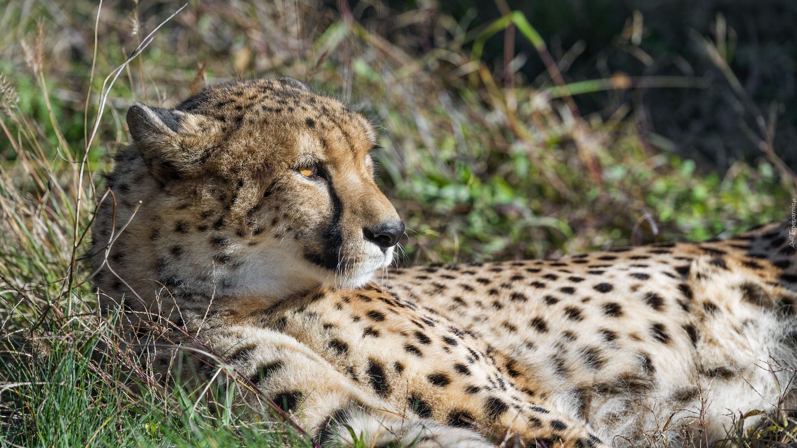 Leżący, Gepard, Trawa