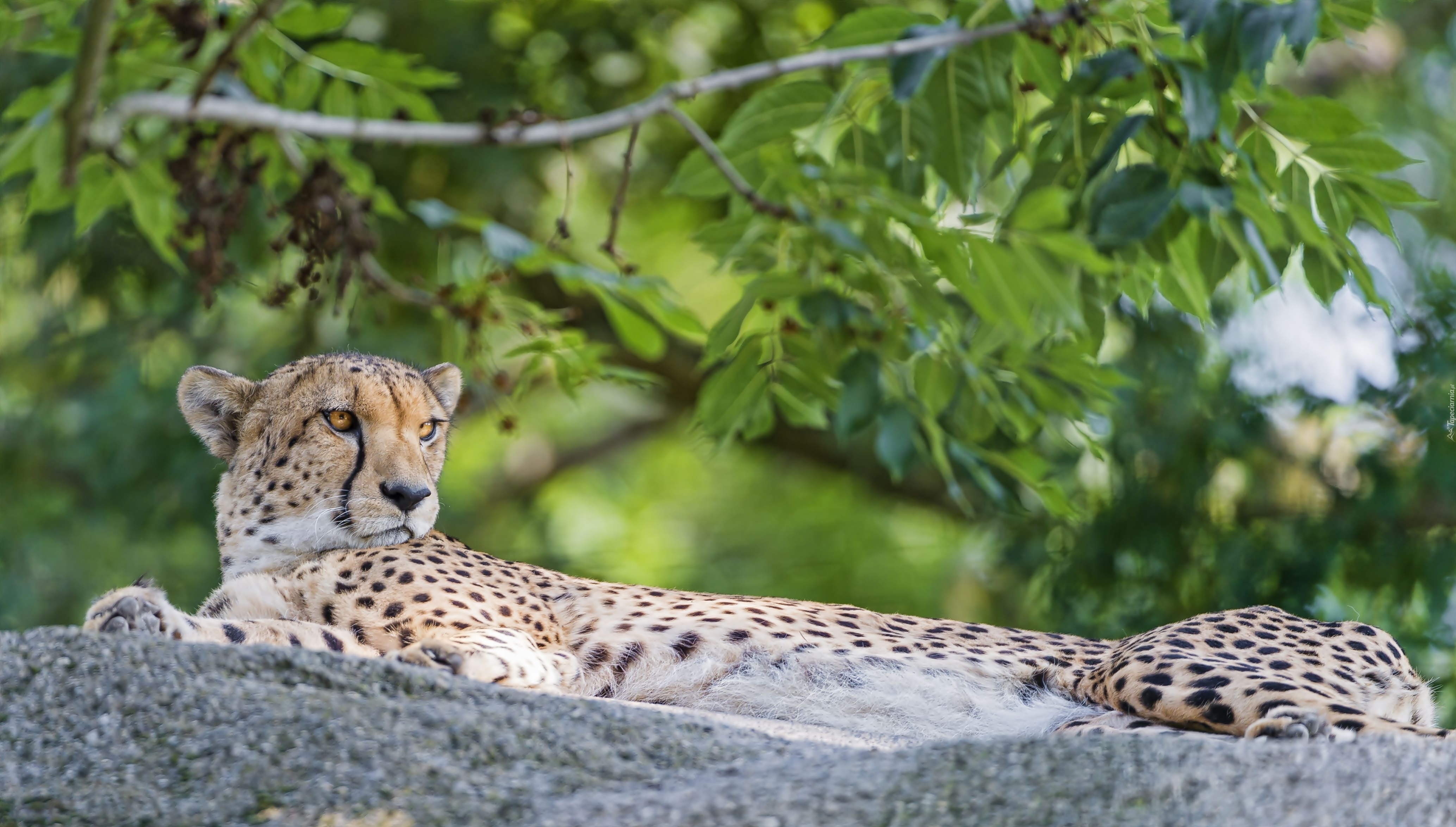 Leżący, Gepard, Skała, Rośliny