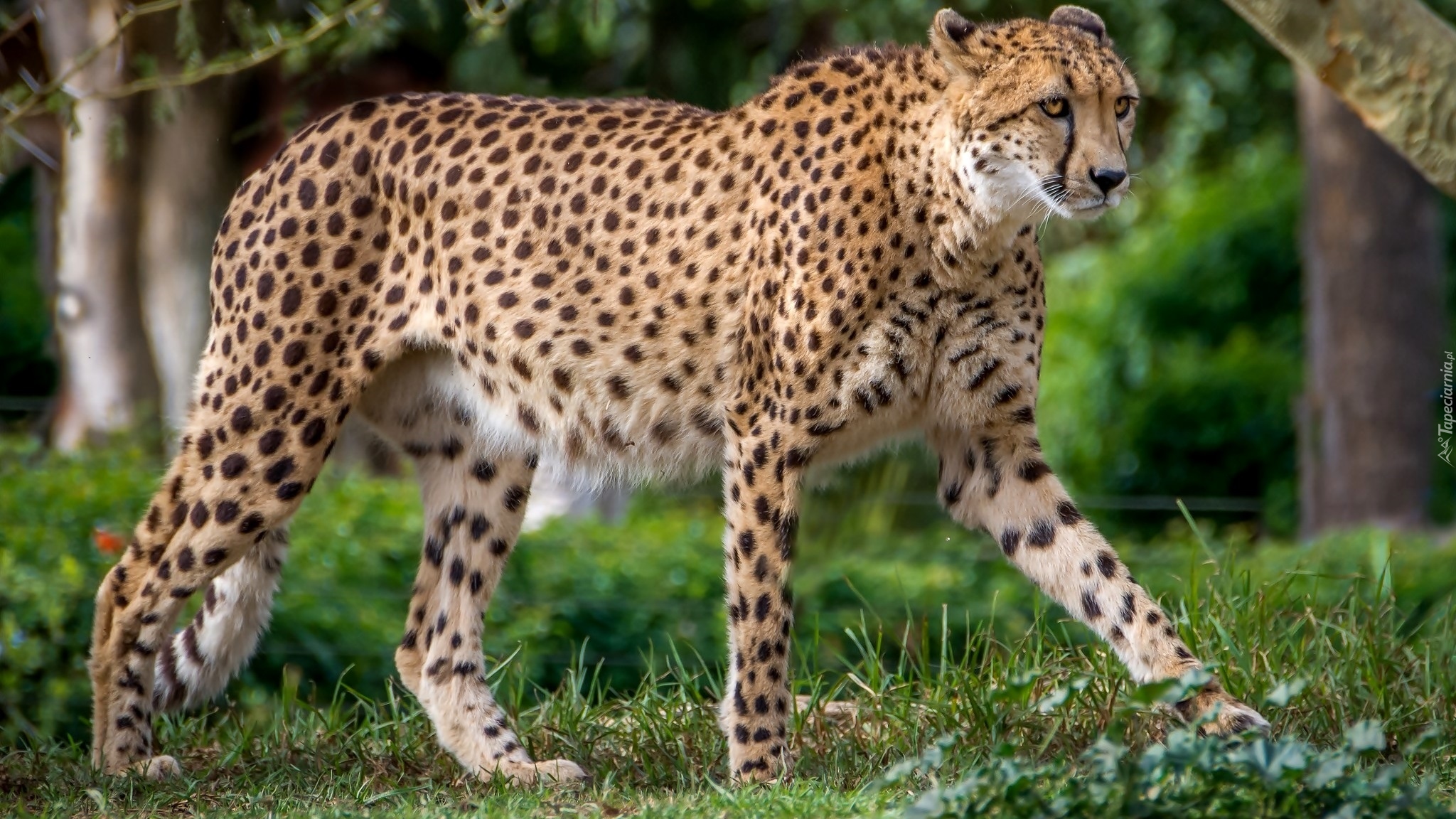 Gepard, Trawa