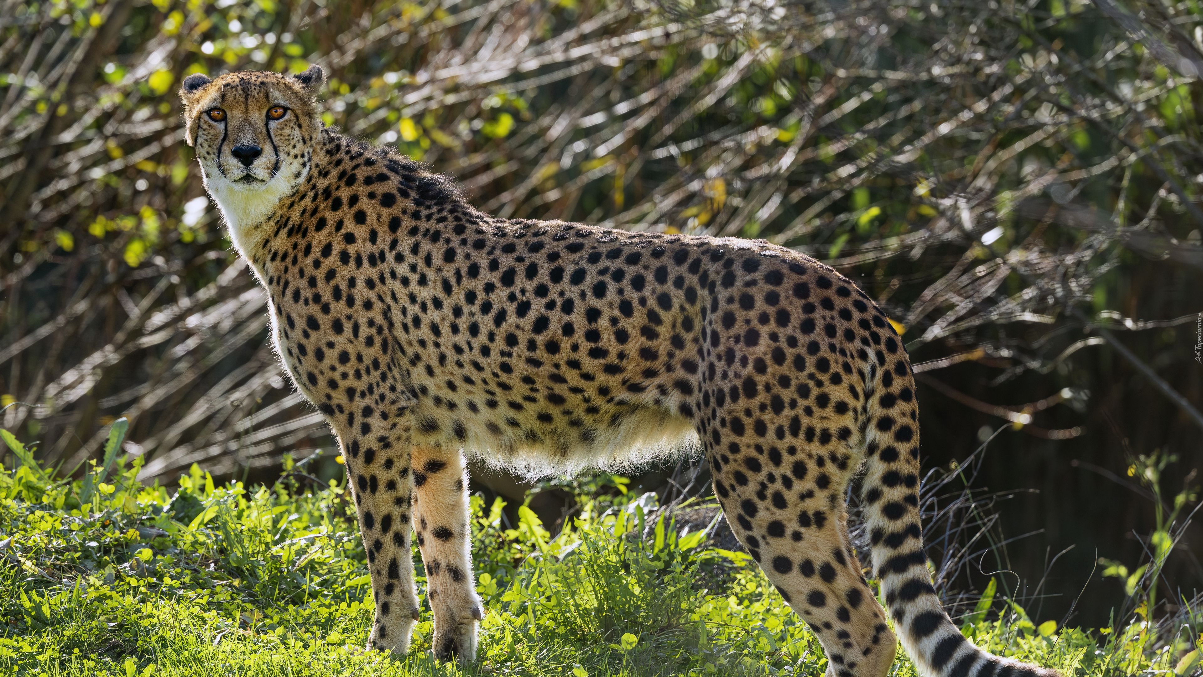 Gepard, Drapieżnik, Trawa