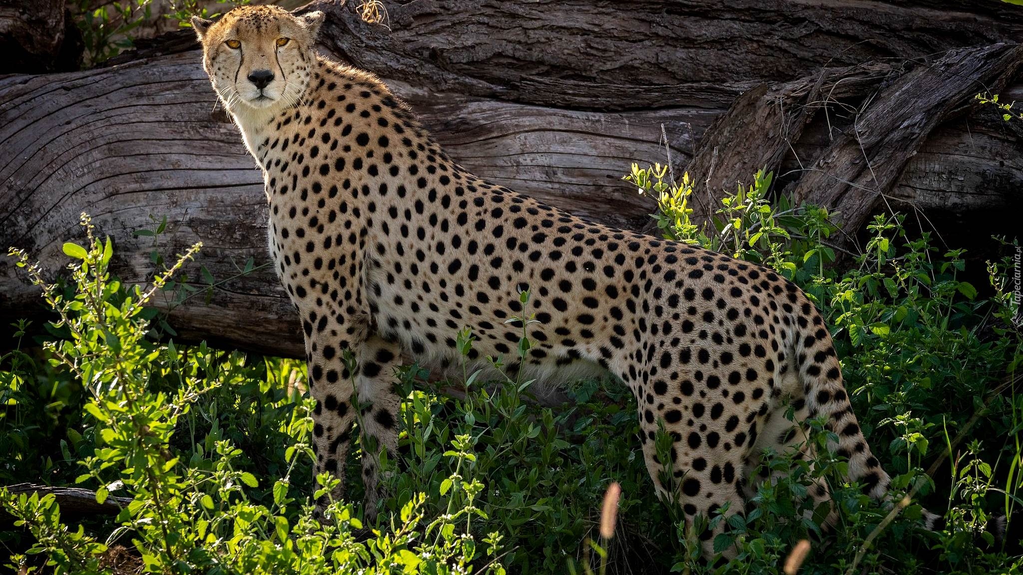 Gepard, Kłoda, Rośliny, Gałązki