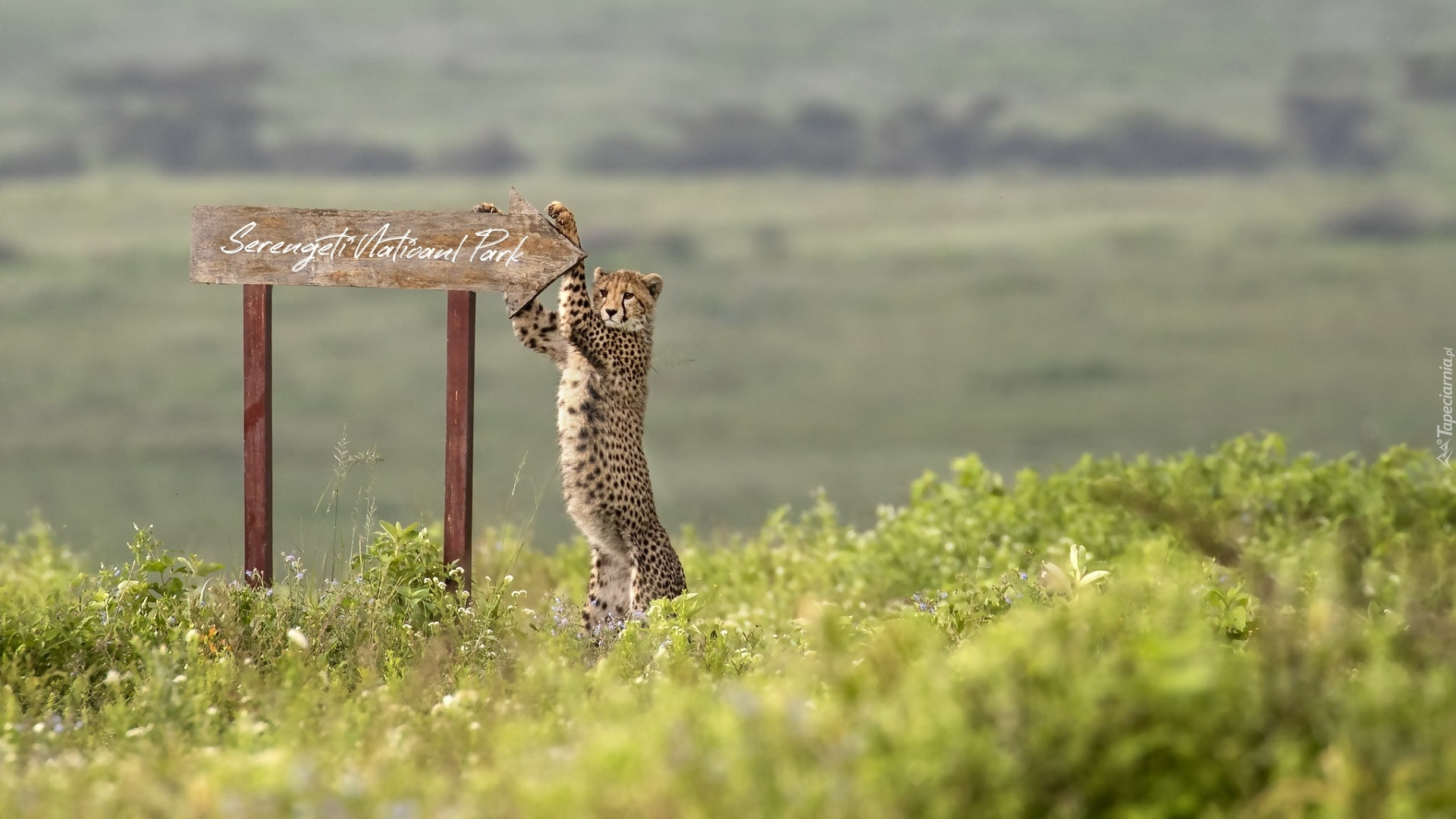 Afryka, Tanzania, Tabliczka, Drogowskaz, Napis, Park Narodowy Serengeti, Gepard