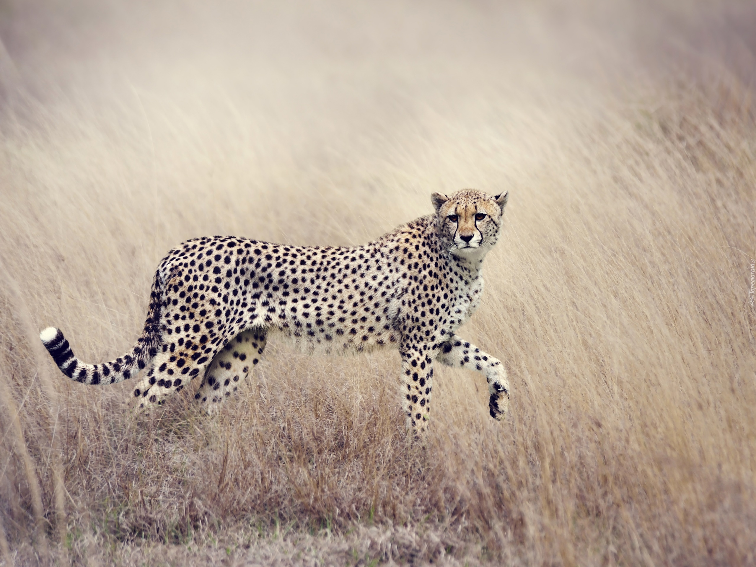 Obserwujący, Gepard, Trawa