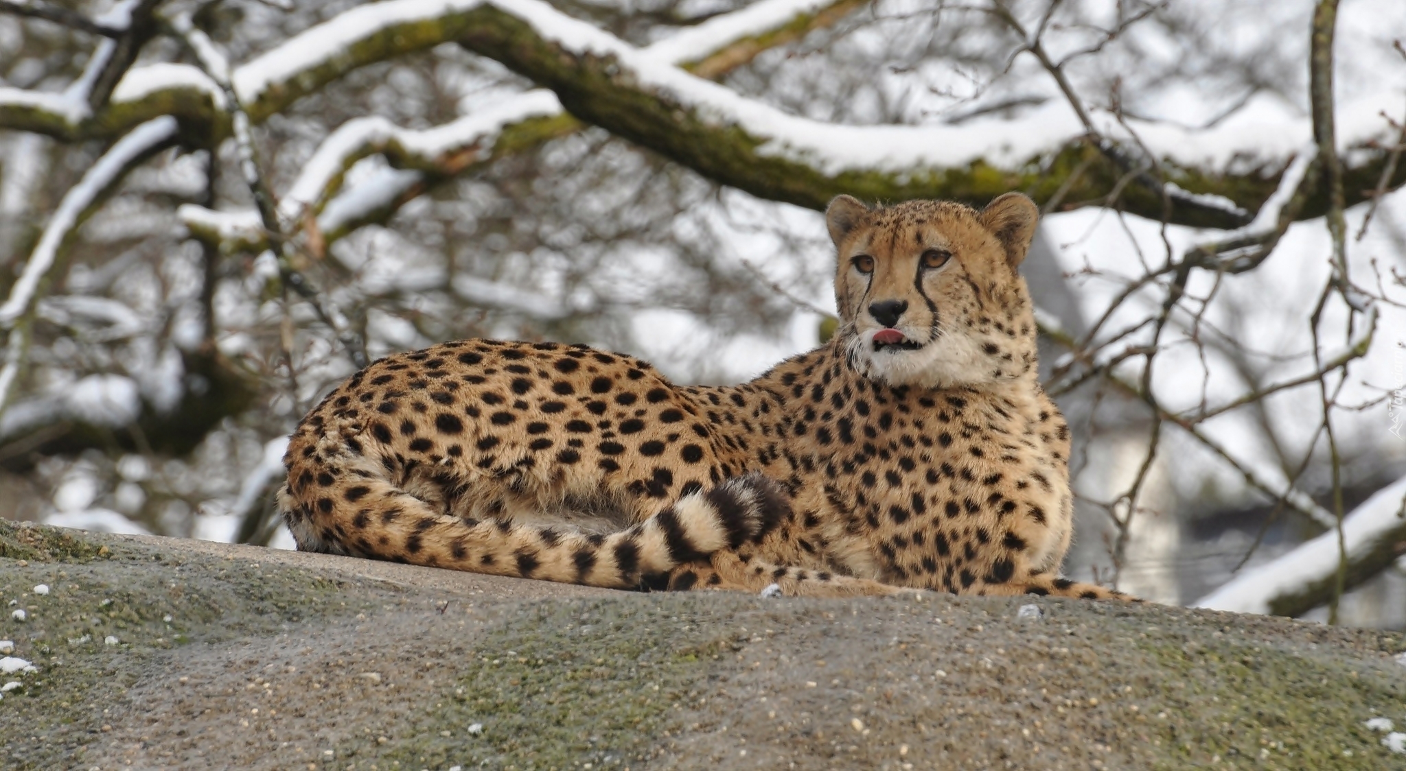 Leżący, Gepard, Gałęzie, Zima