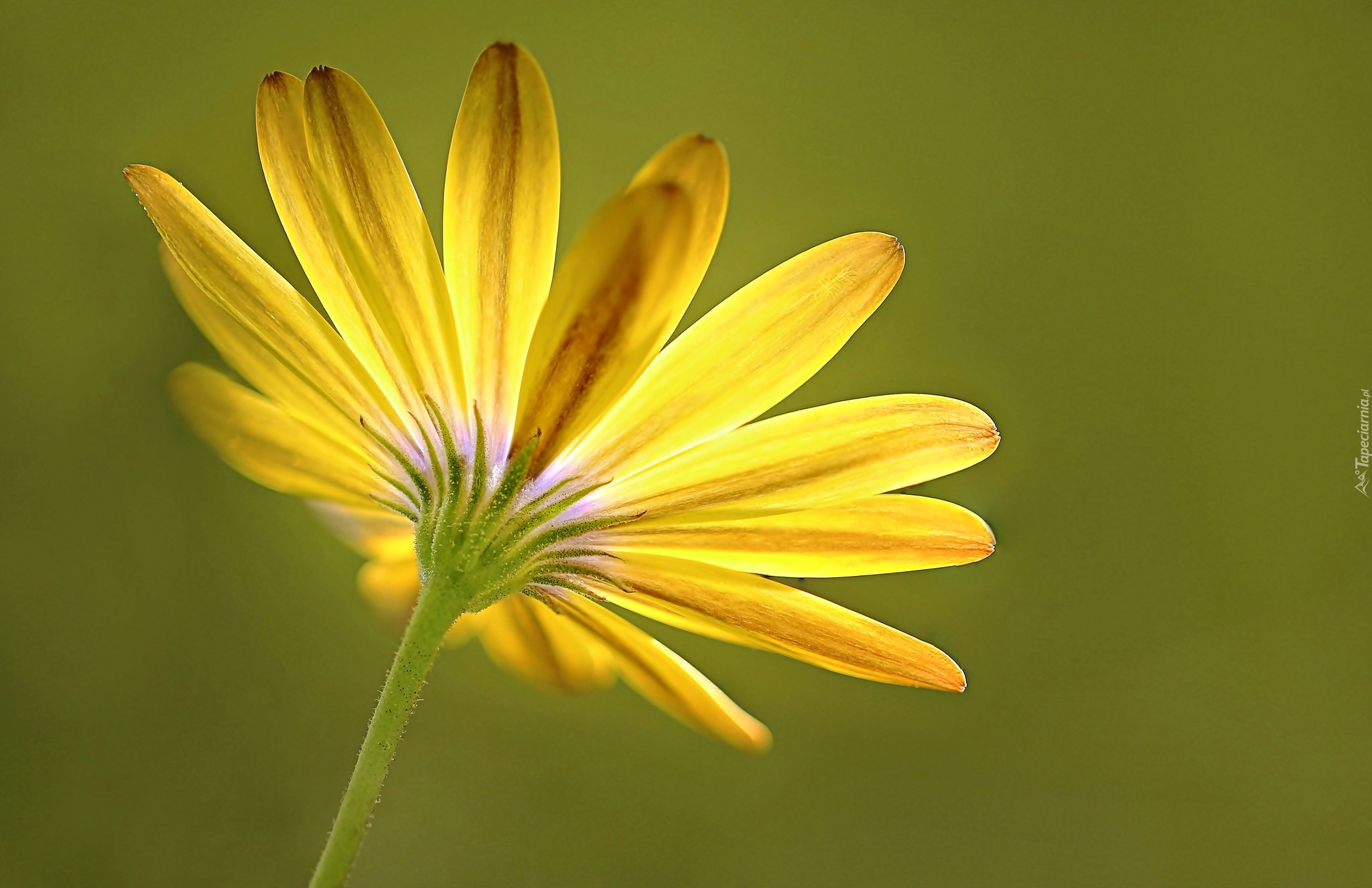 Żółta, Gerbera, Płatki