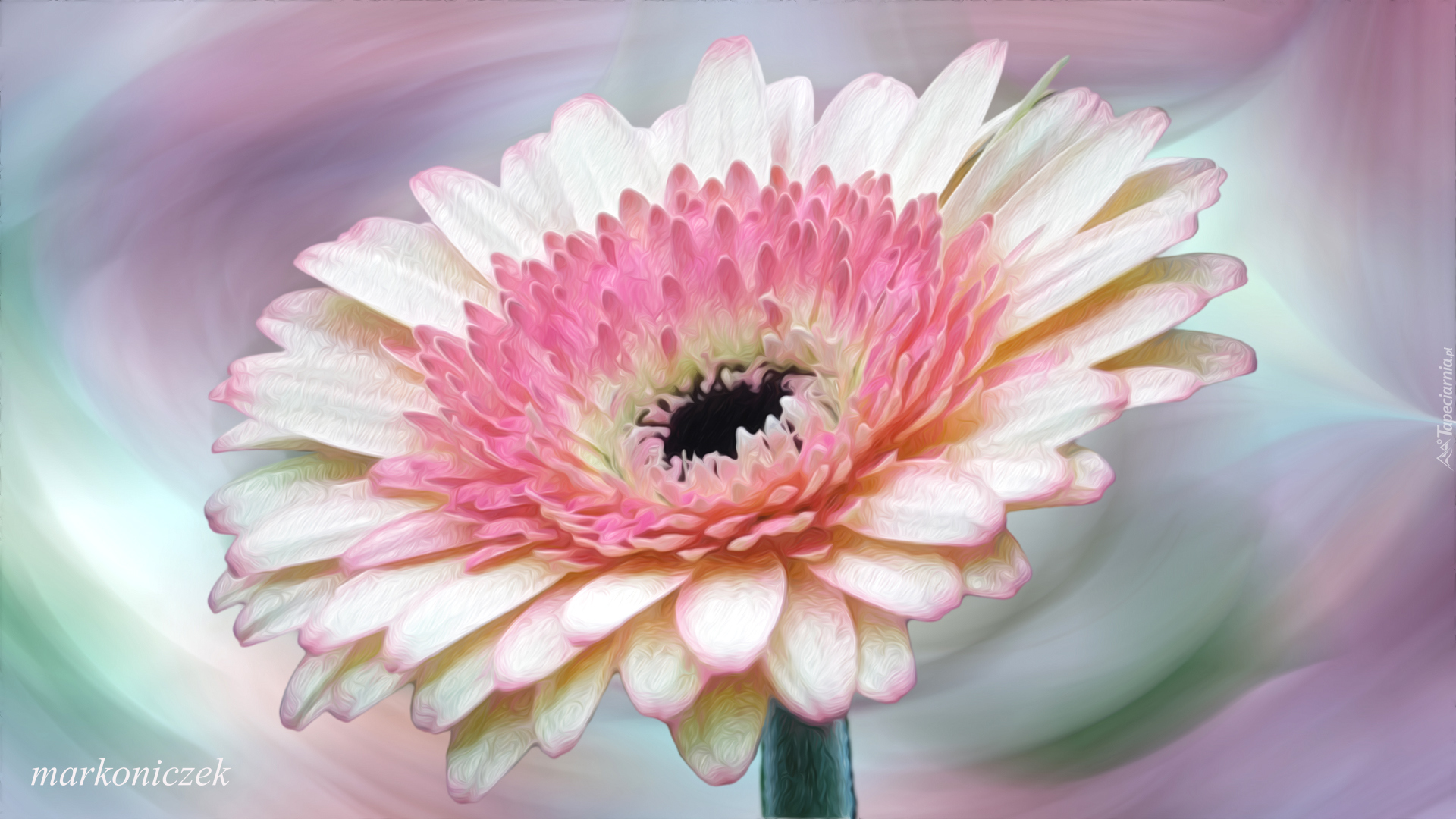 Kwiat, Gerbera, Grafika