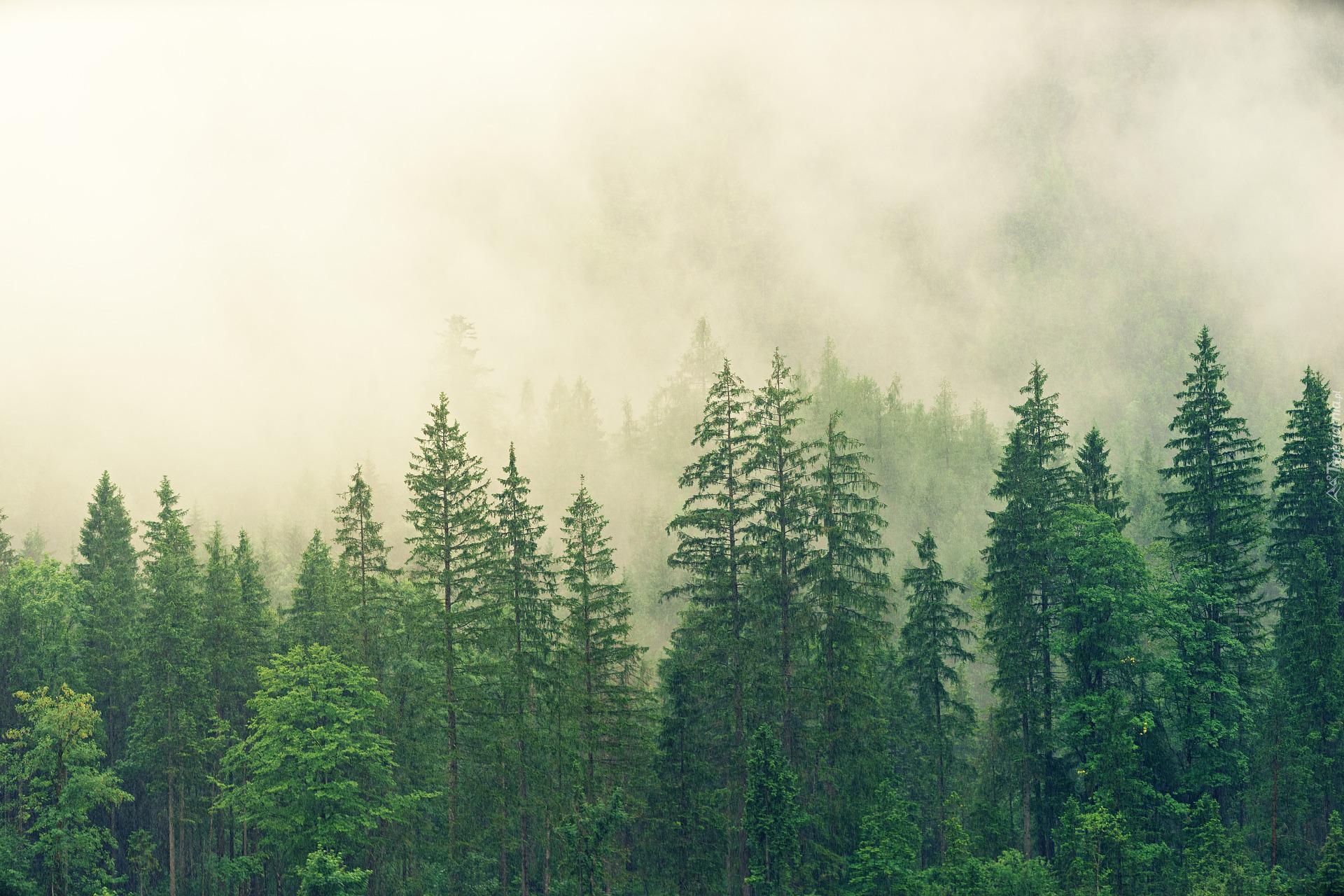 Mgła, Las, Zielone, Drzewa