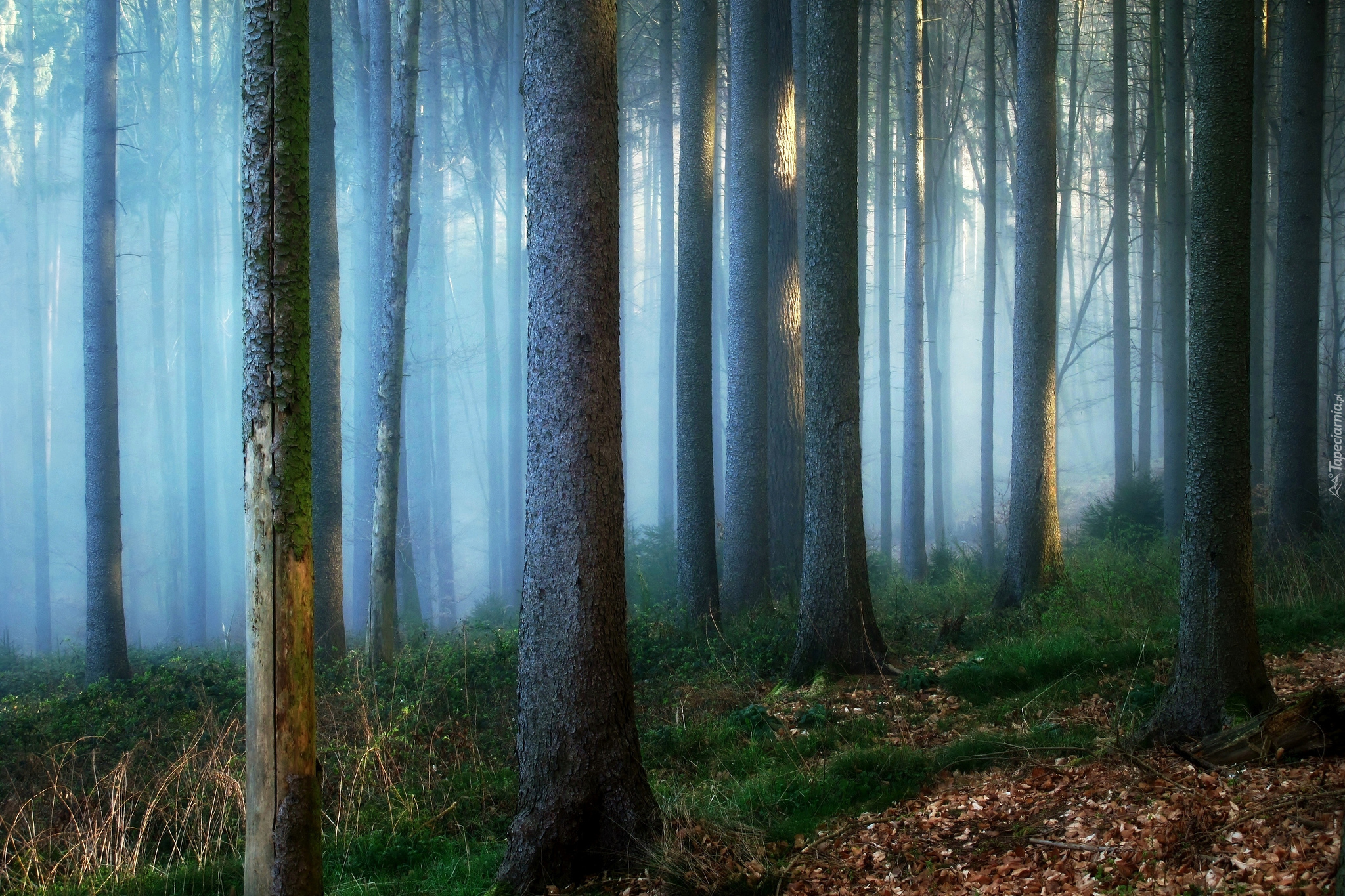 Las, Mgła, Drzewa, Trawa