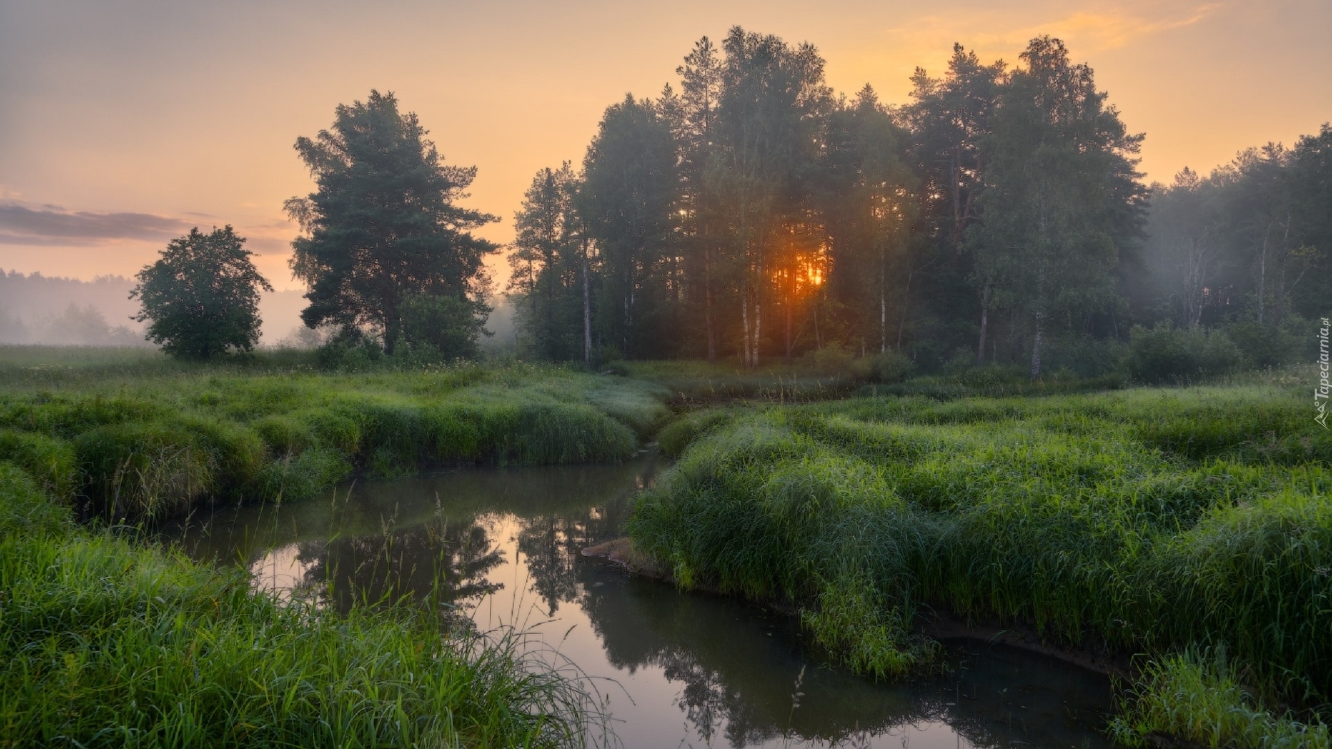 Rzeka, Gęsta, Trawa, Drzewa, Mgła, Świt