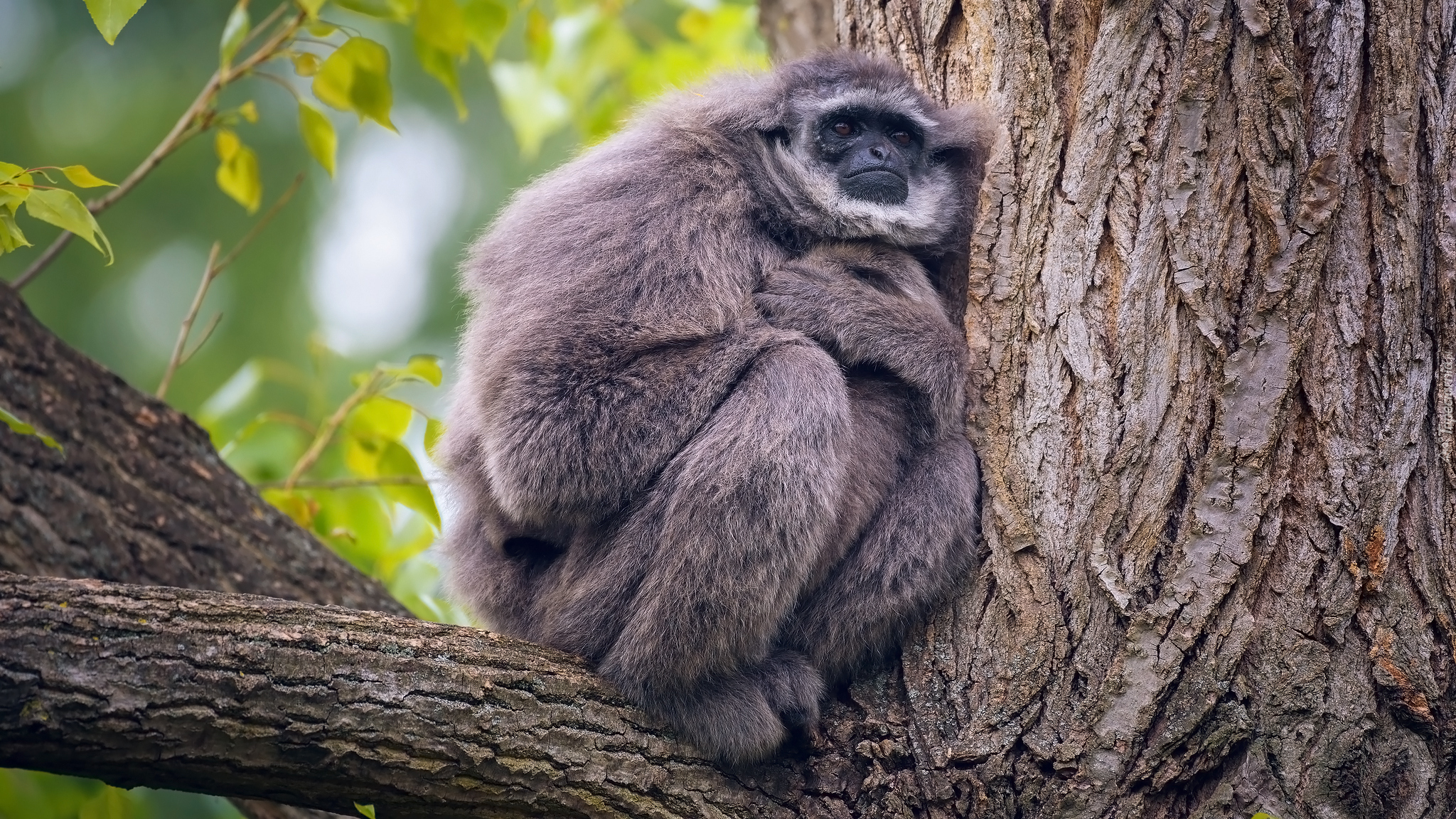 Małpa, Gibbon srebrzysty, Drzewo