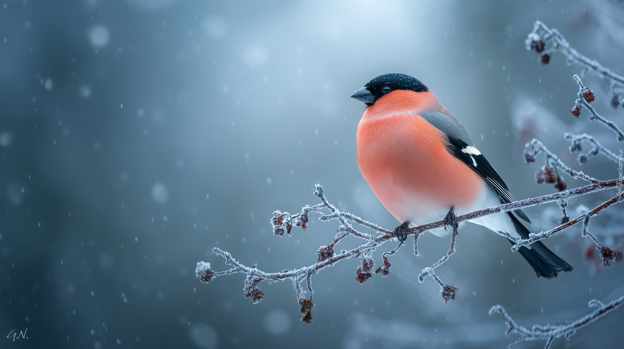 Ptak, Gil, Oszroniona, Gałązka, Grafika AI