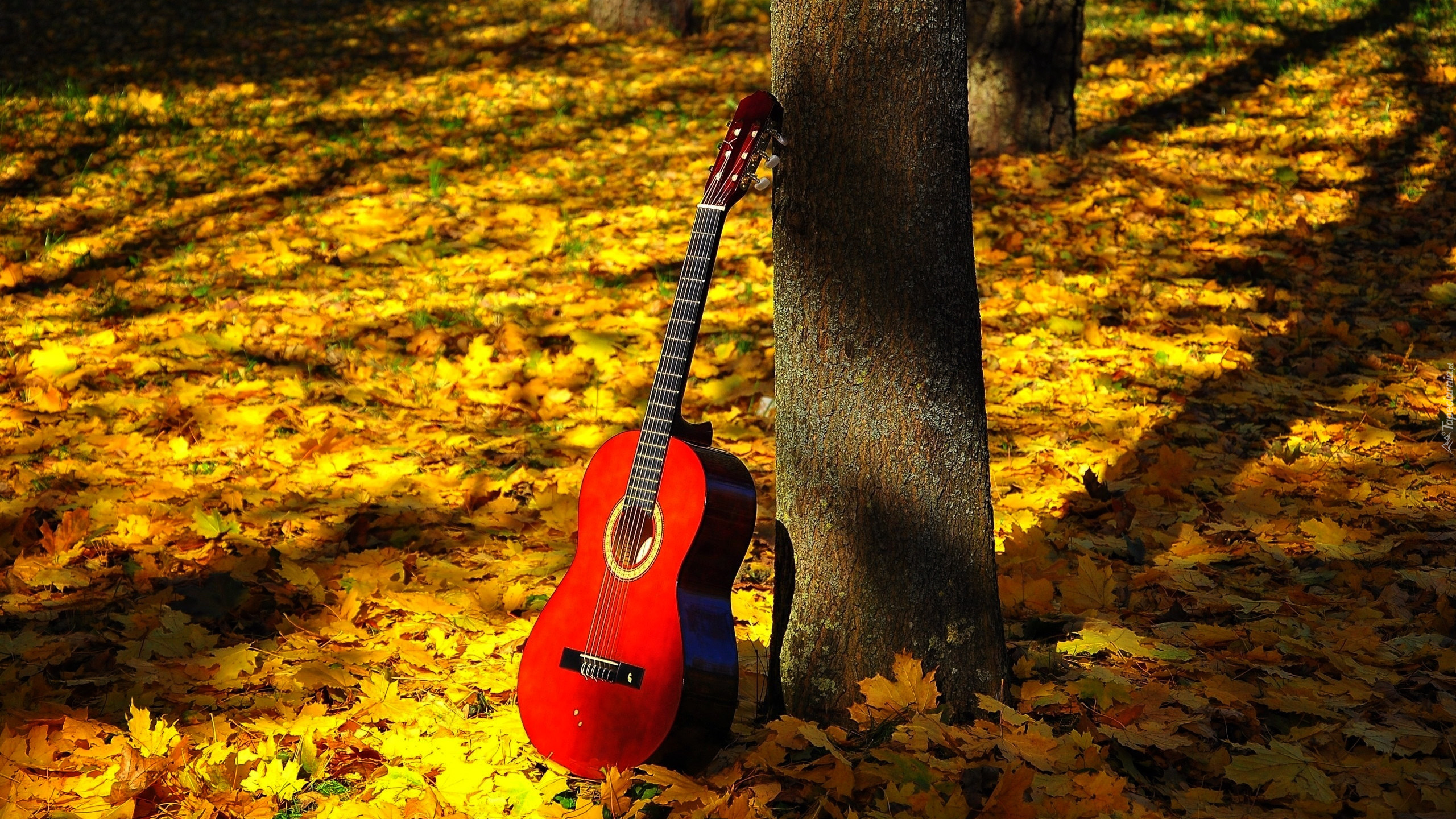 Gitara, Klasyczna, Czerwona, Opadłe, Liście, Drzewa, Jesień