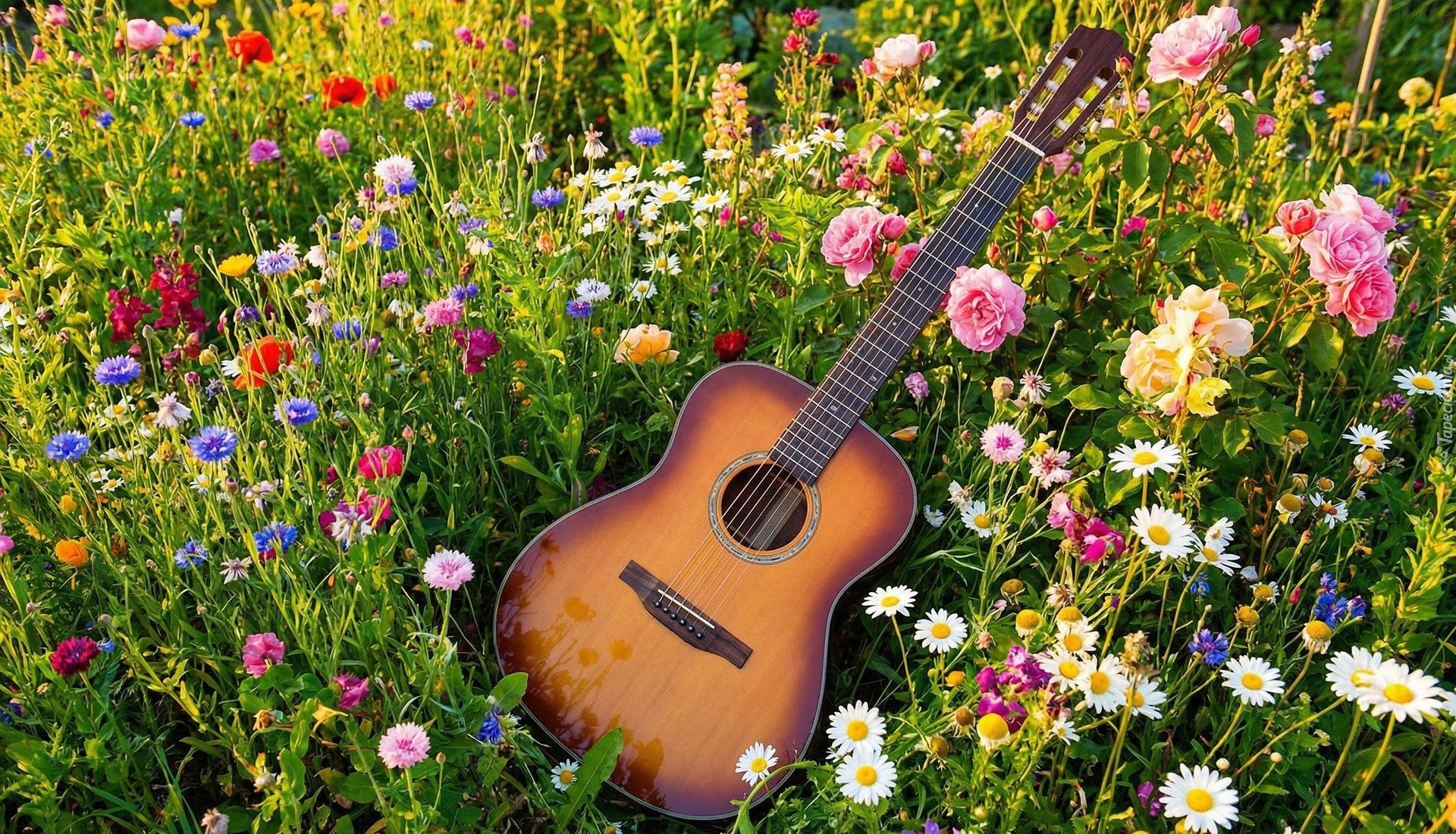 Gitara, Kwiaty, Łąka
