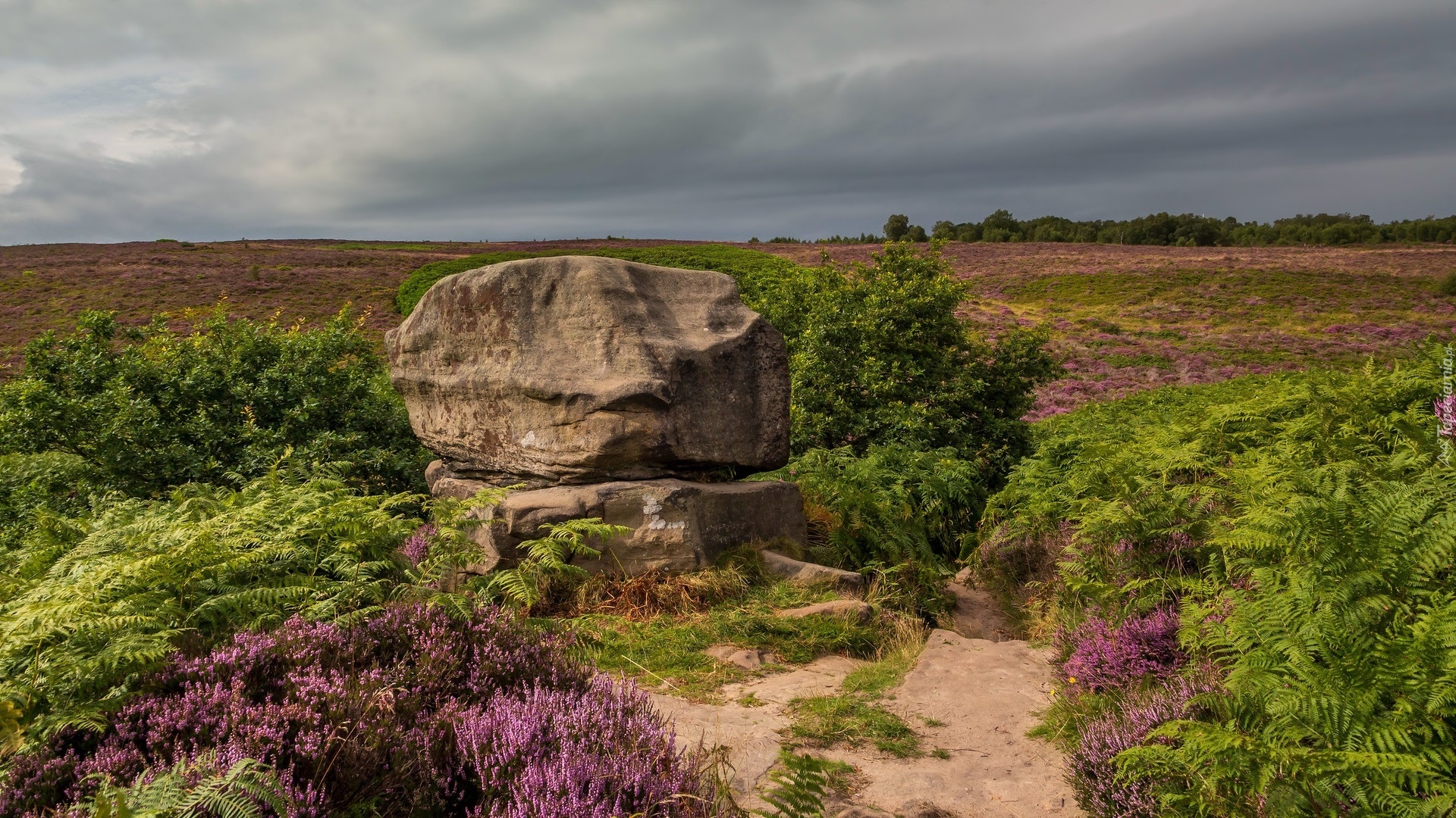 Anglia, Hrabstwo Derbyshire, Park Narodowy Peak District, Skała, Głaz, Wrzosowisko