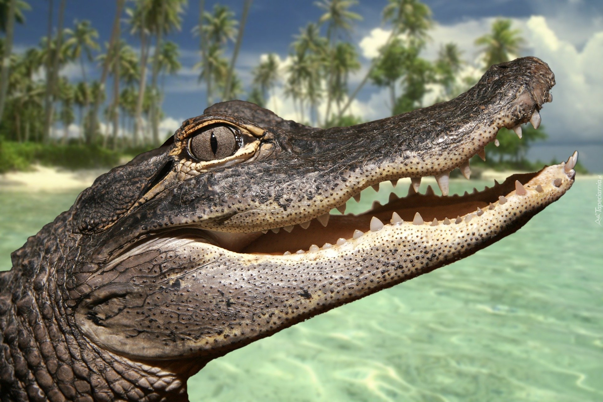 Aligator, Głowa, Otwarta, Paszcza