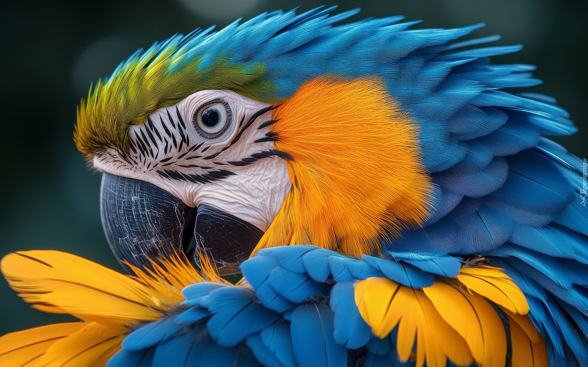 Niebiesko-żółta, Papuga, Ara, Głowa