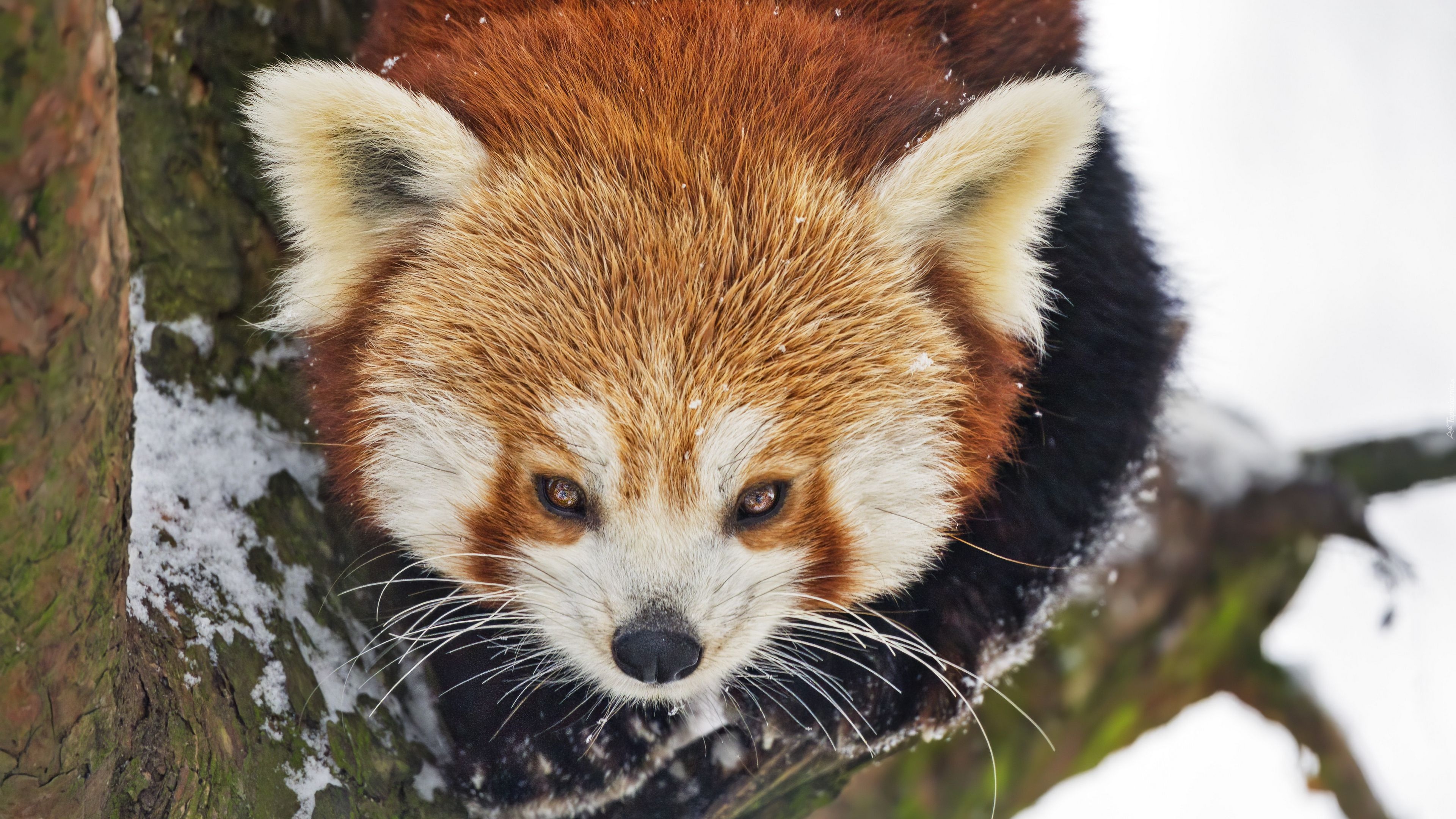 Pandka ruda, Głowa