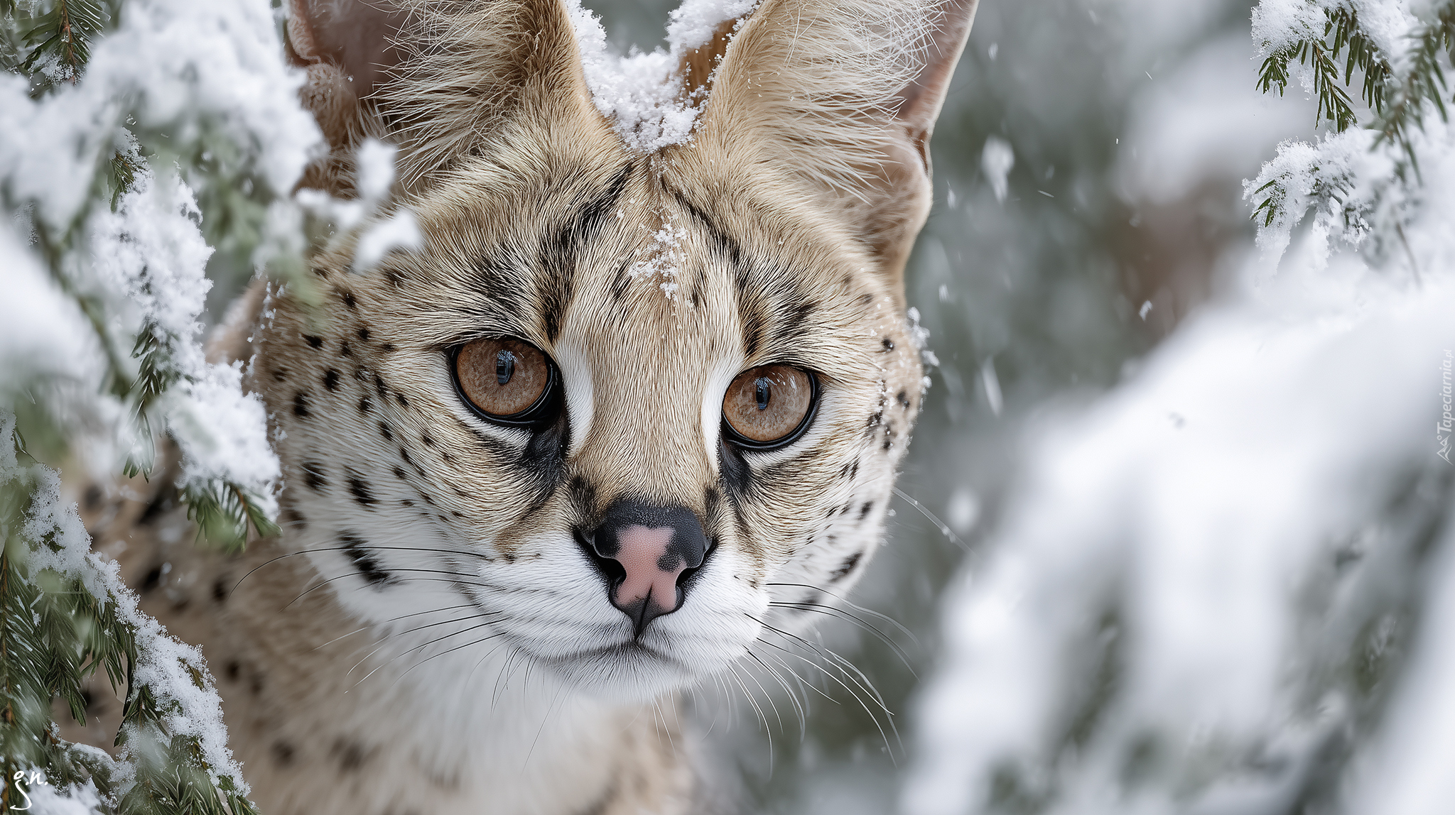 Serwal, Głowa, Zima, Grafika AI