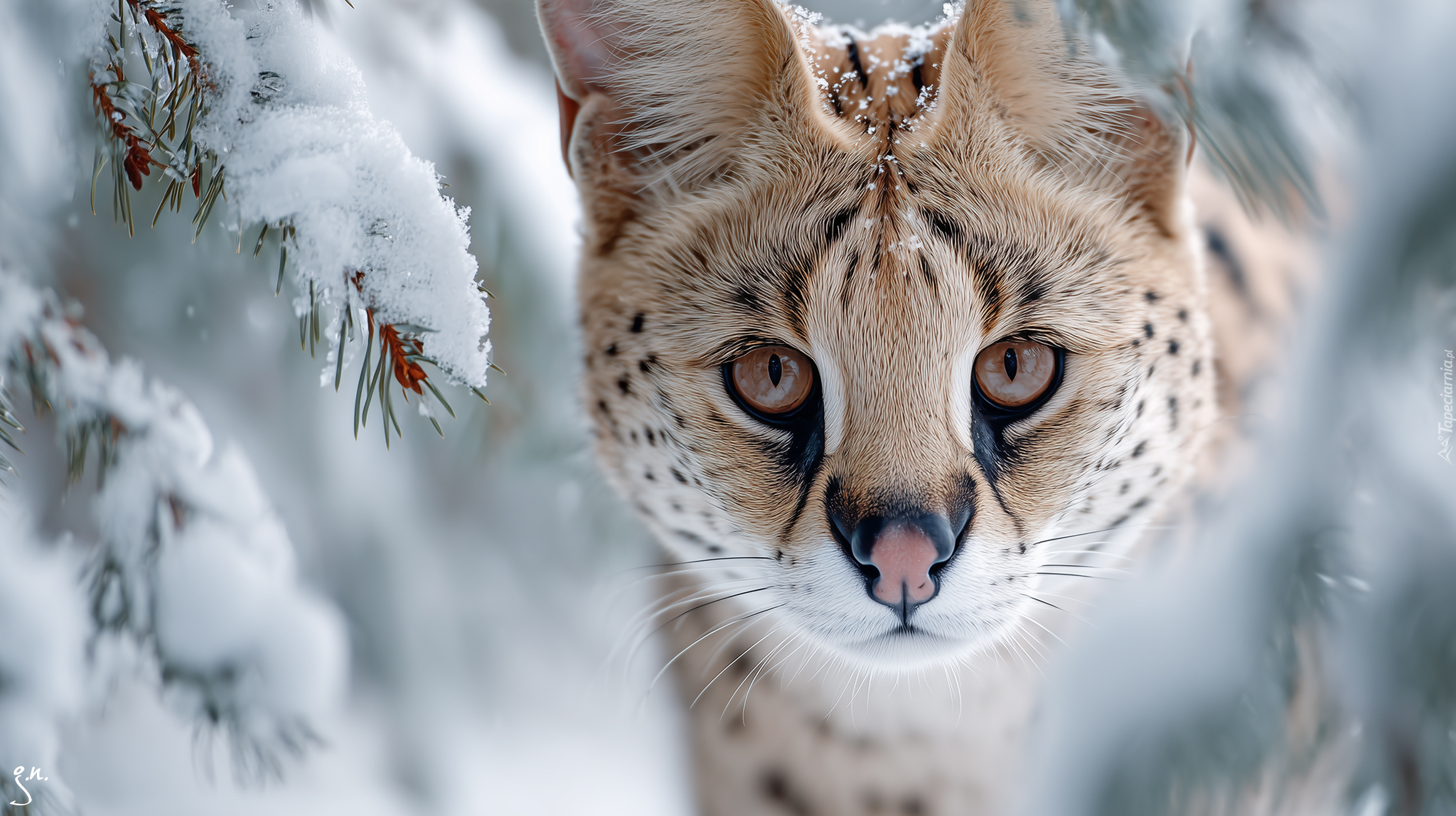 Serwal, Głowa, Śnieg, Gałązki, Grafika AI