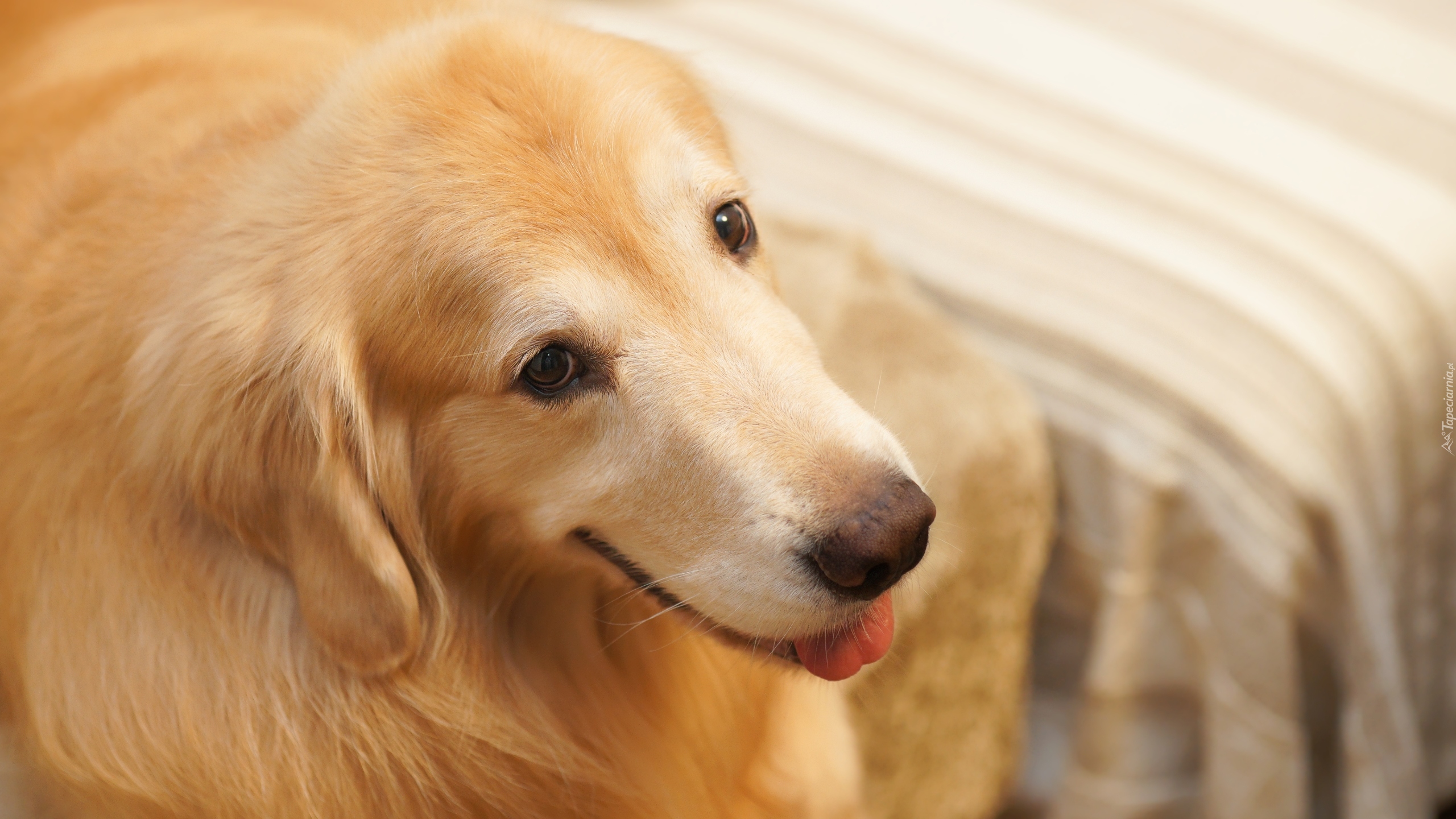 Pies, Golden retriever, Zbliżenie, Rozmyte, Tło