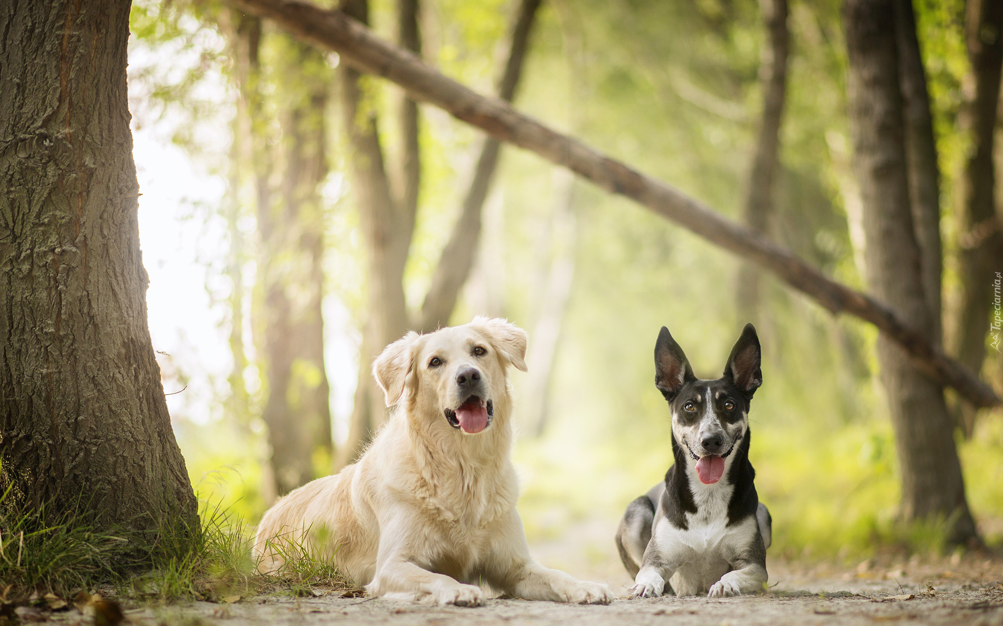 Golden retriever, Australian cattle dog, Las, Drzewa