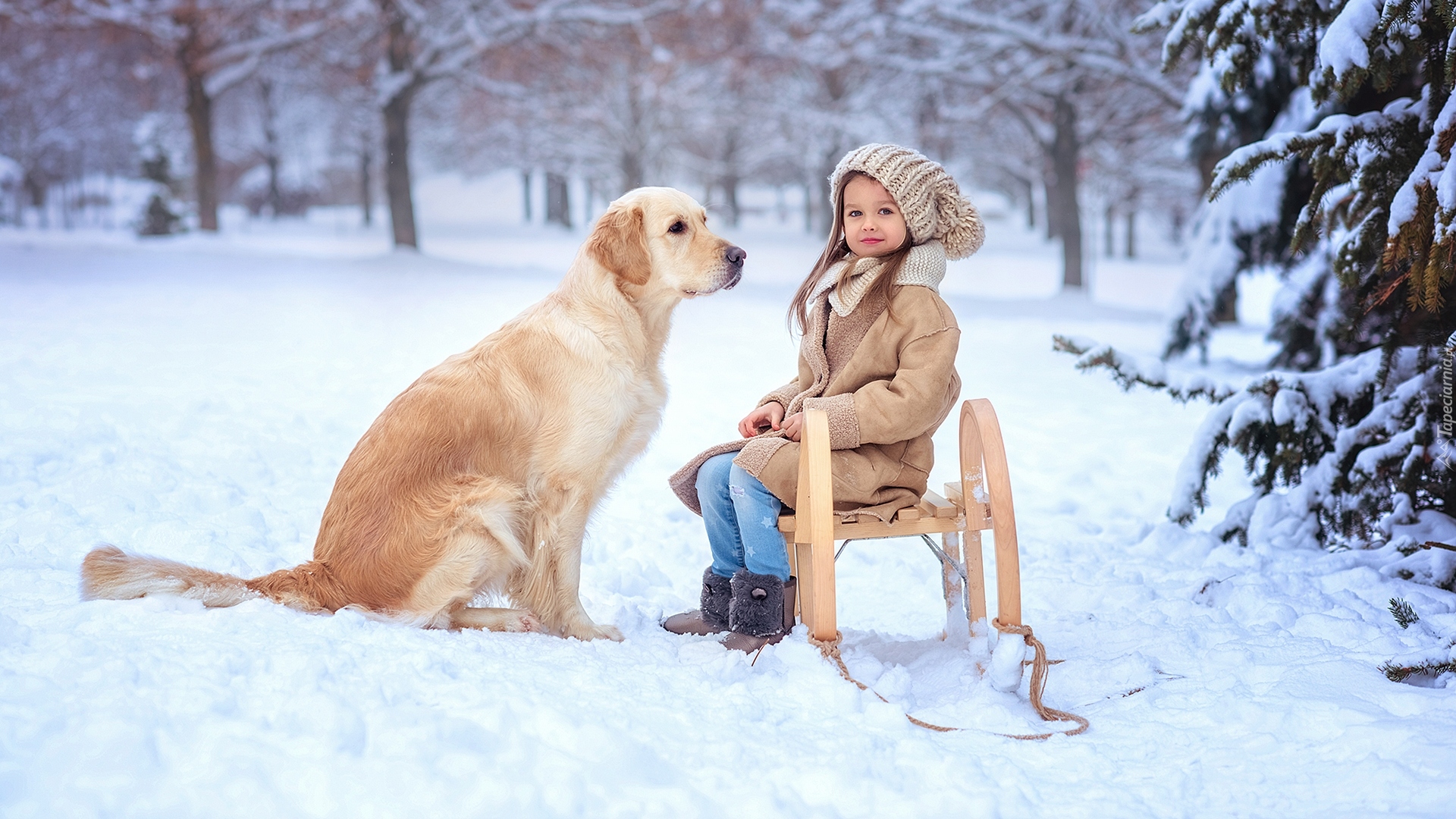 Dziewczynka, Pies, Golden retriever, Sanki, Śnieg, Zima