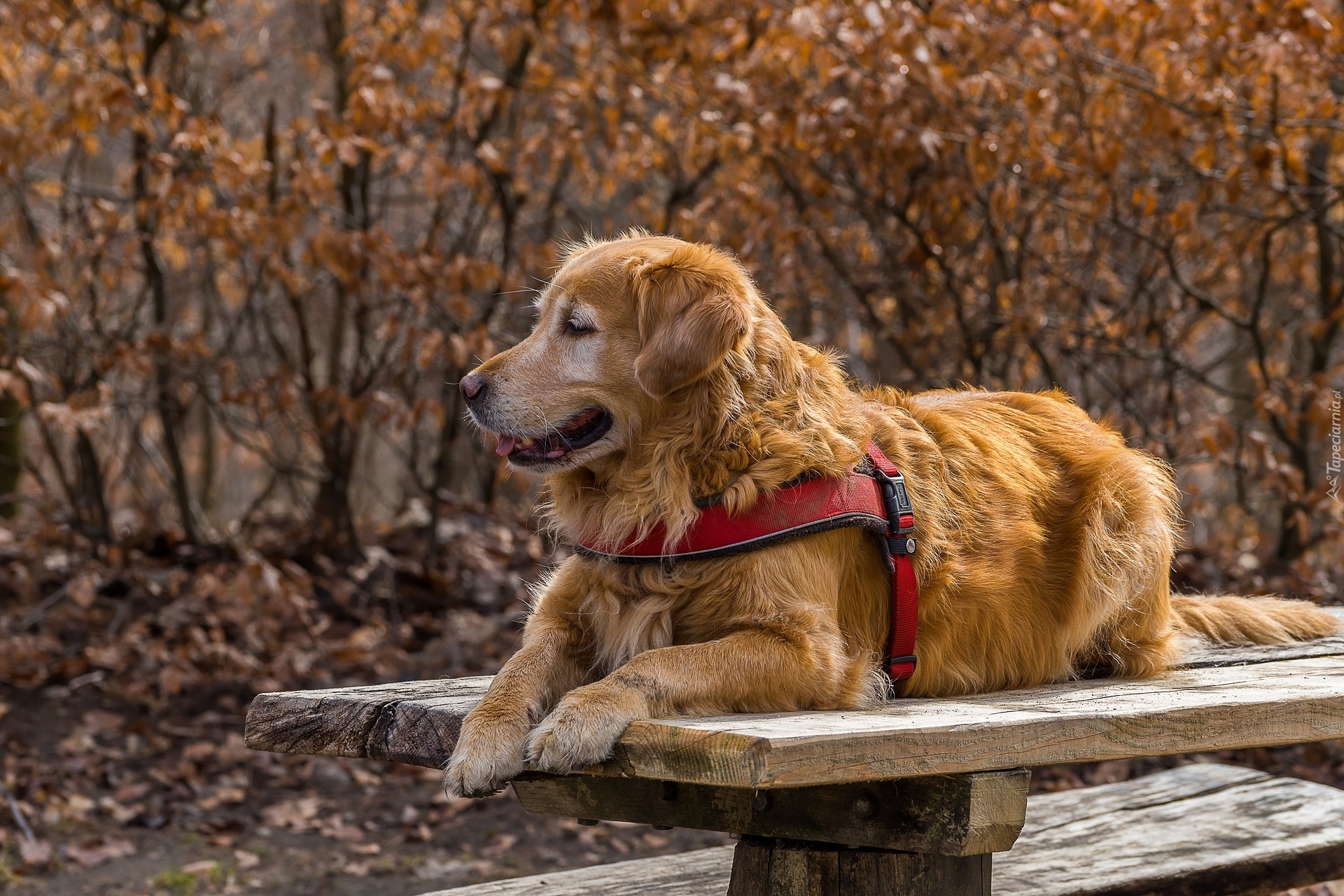 Pies, Golden retriever, Ławka, Szelki