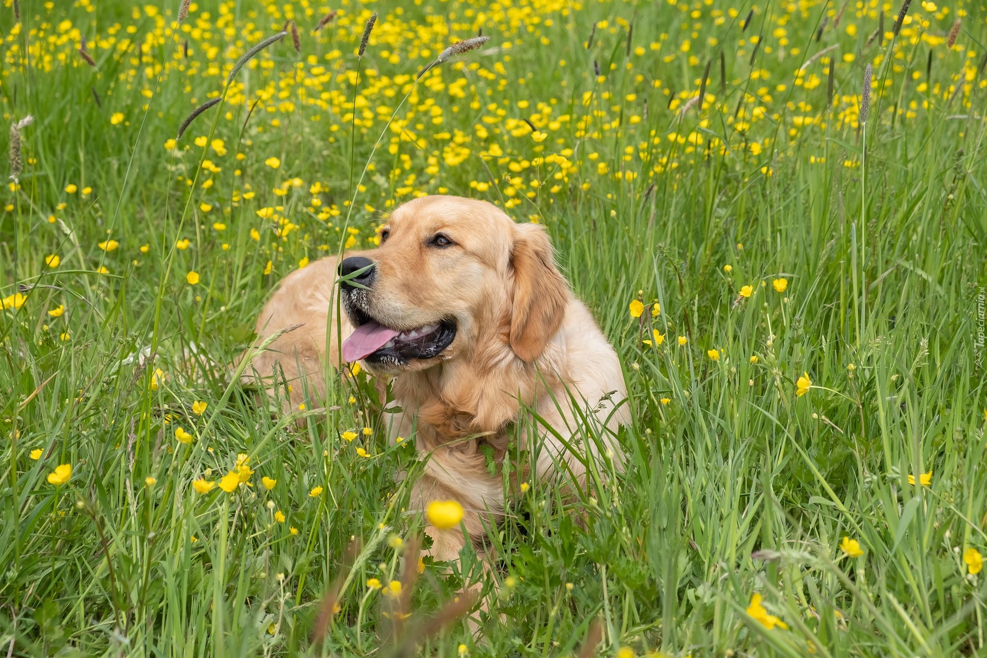 Trawa, Pies, Golden retriever