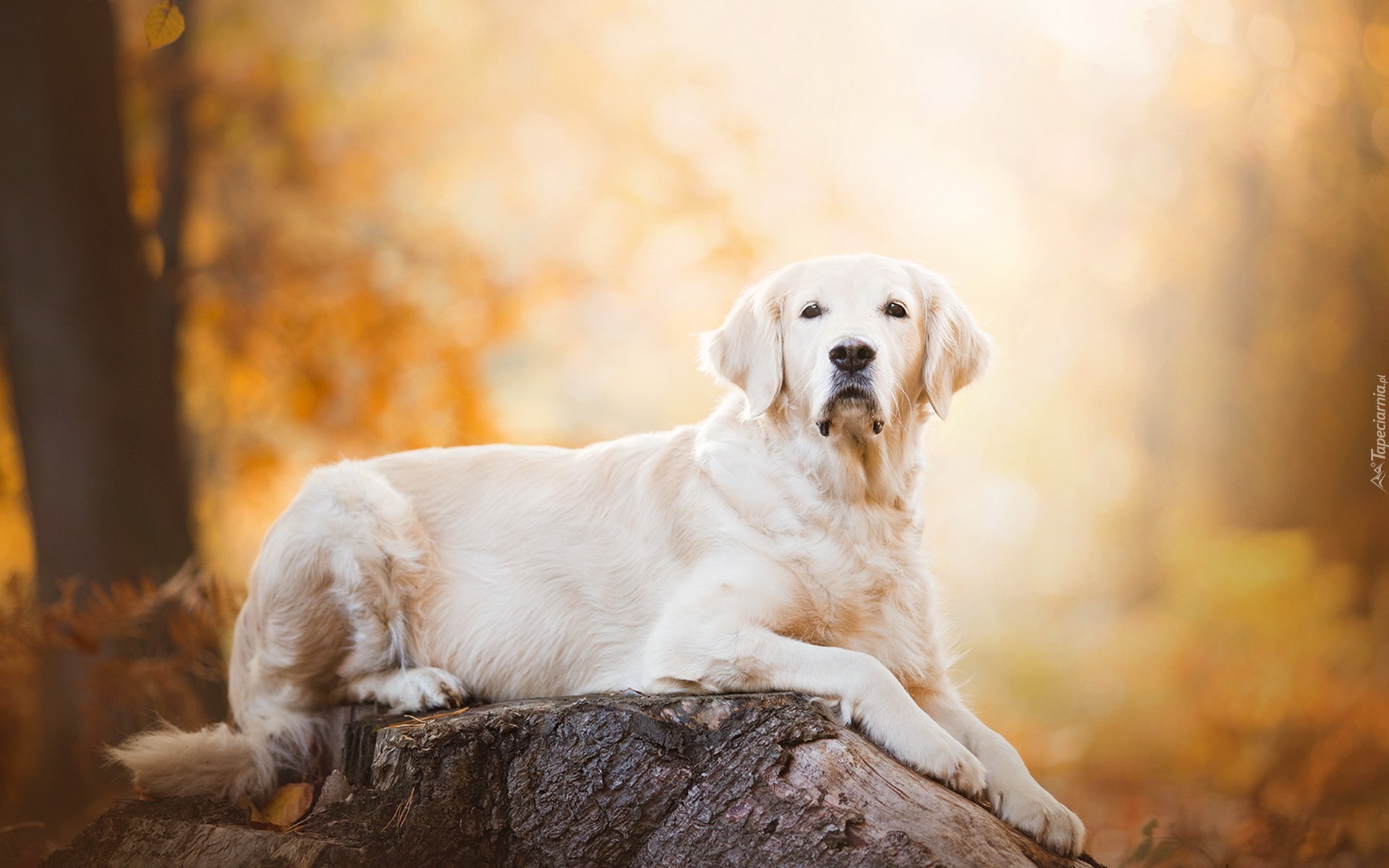 Golden retriever, Pień