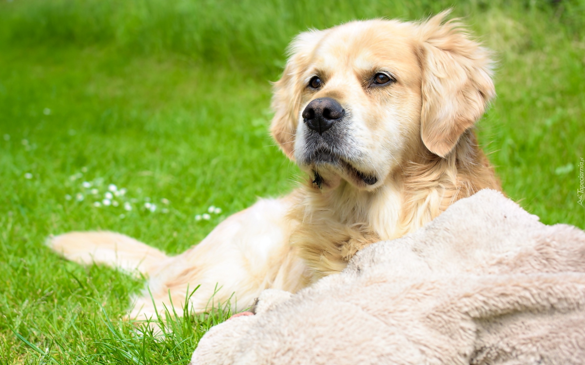 Golden retriever, Kocyk, Trawa