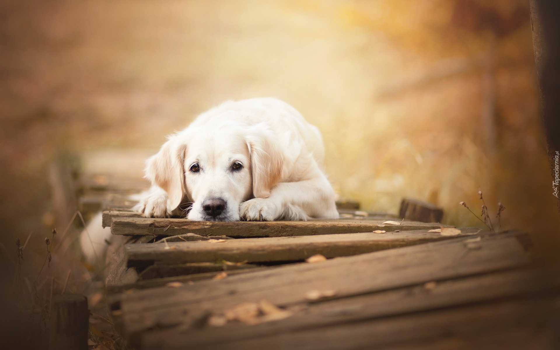 Golden retriever, Most