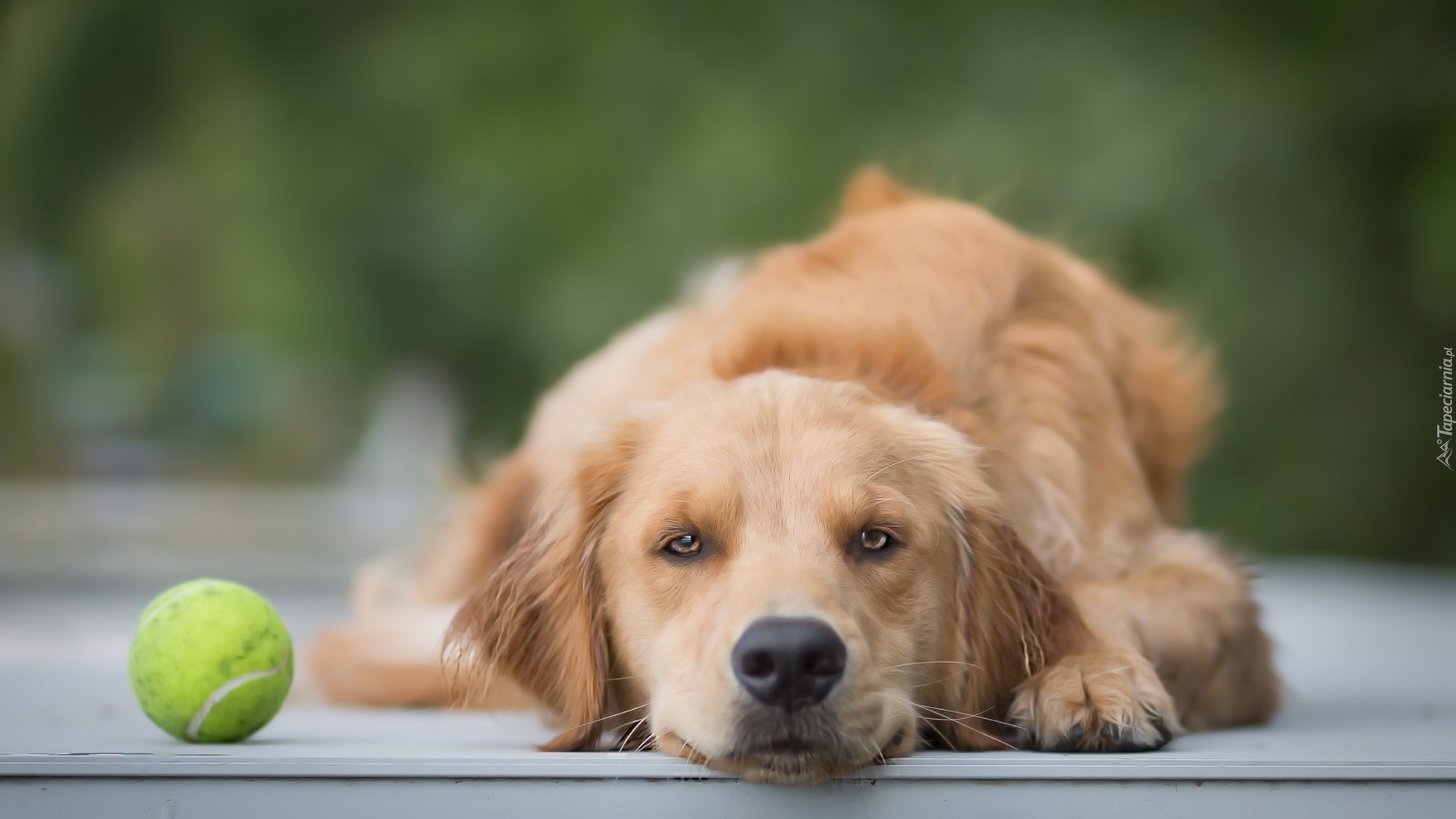 Pies, Golden retriever, Mordka, Piłeczka