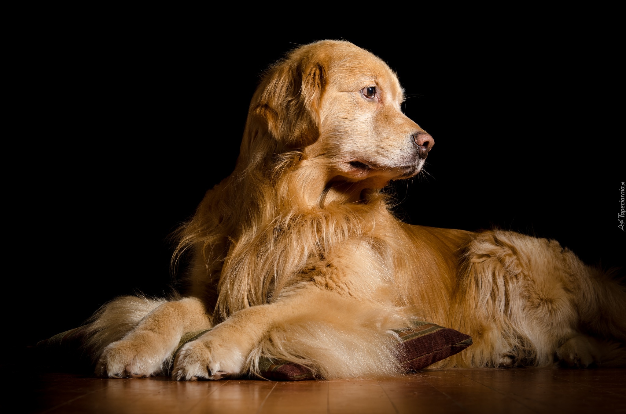 Pies, Leżący, Golden retriever