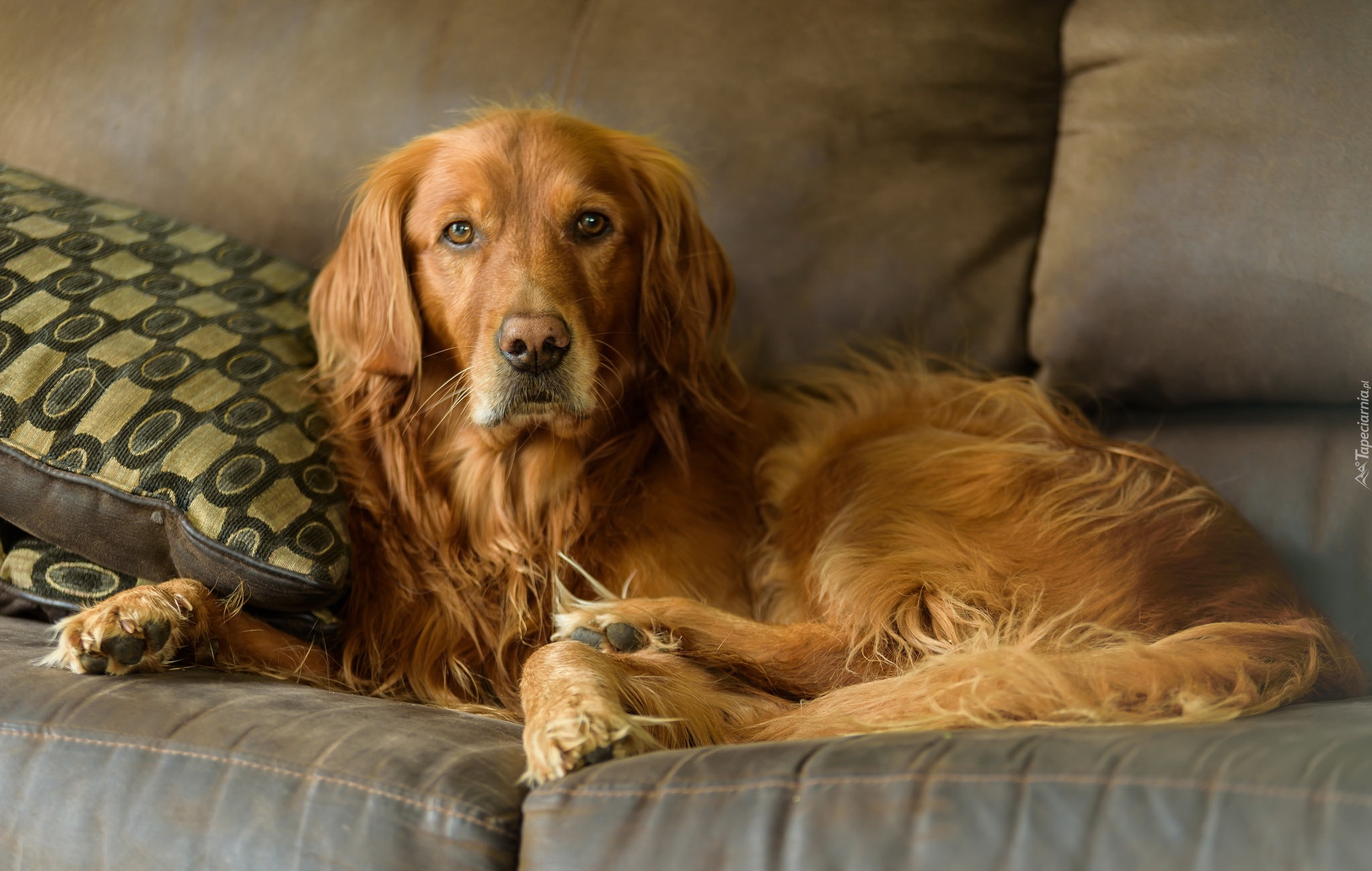 Pies, Golden retriever, Kanapa